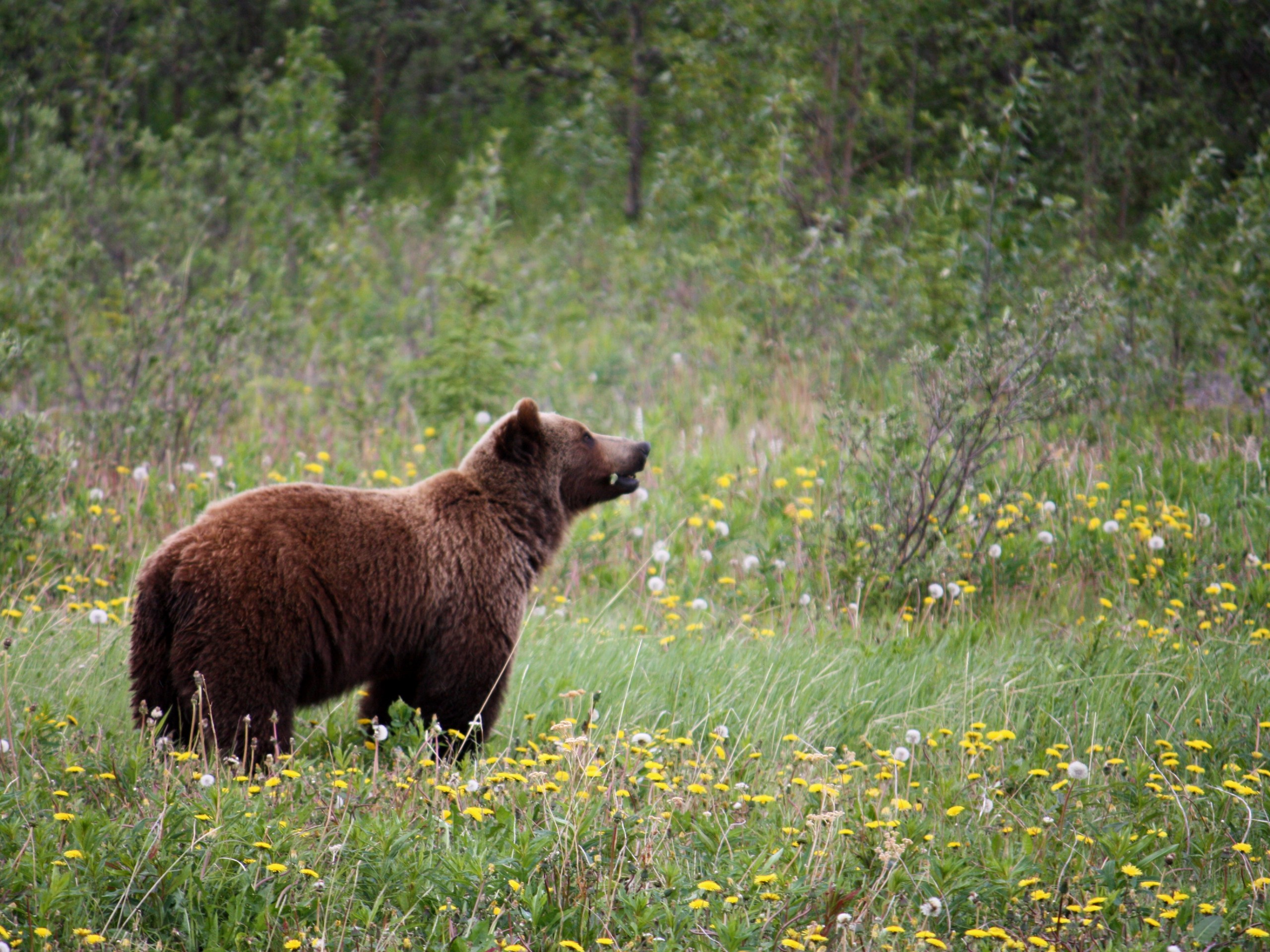 Grizzly at Haines Junction in Yukon