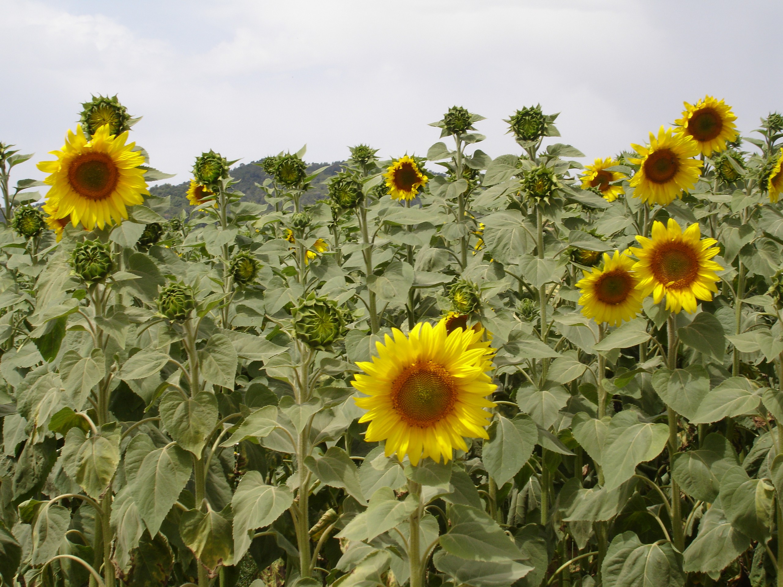 Sunflowers seen on self-guided tour in Catalonia