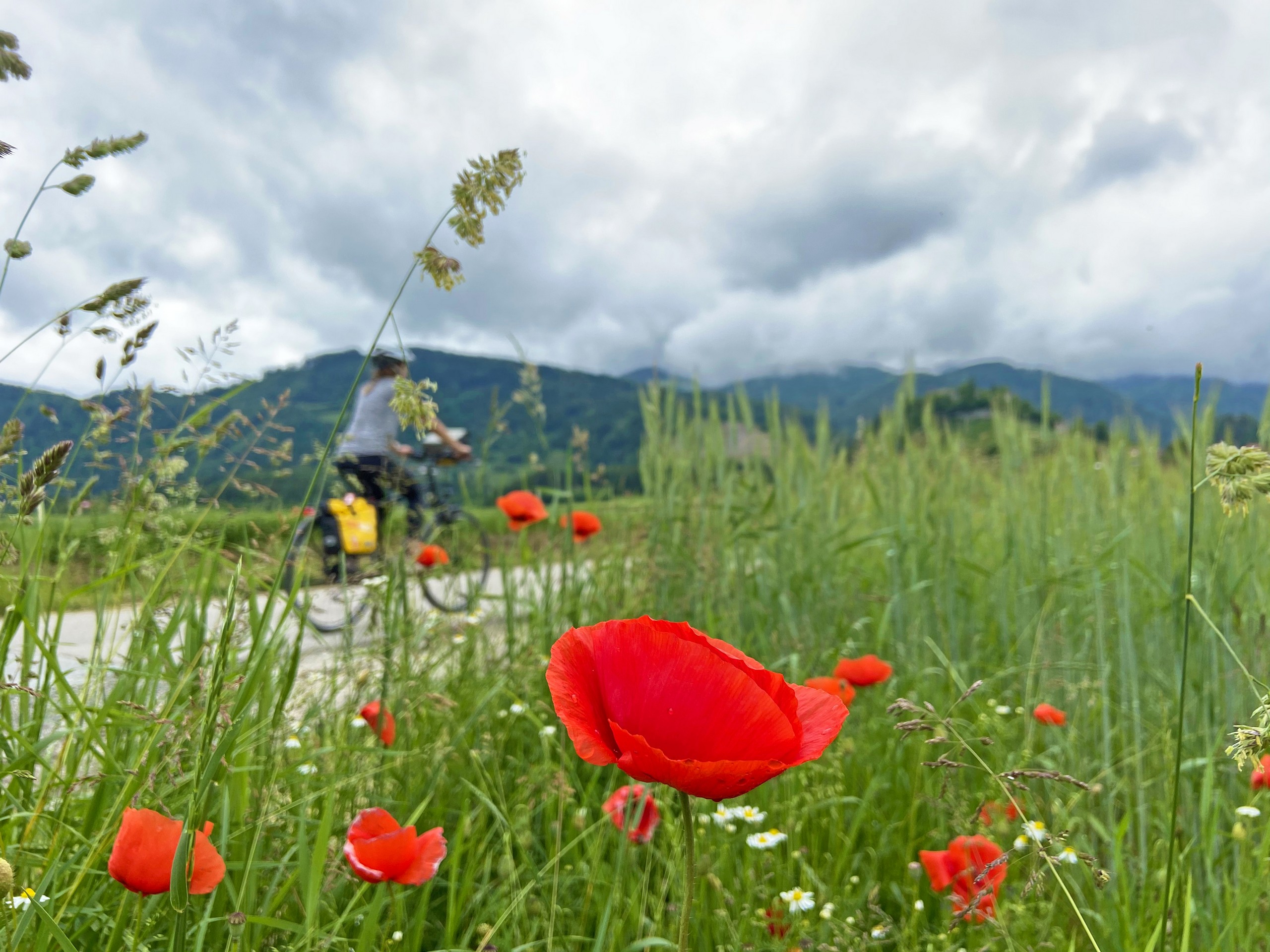 Poppies along the biking path in Austria