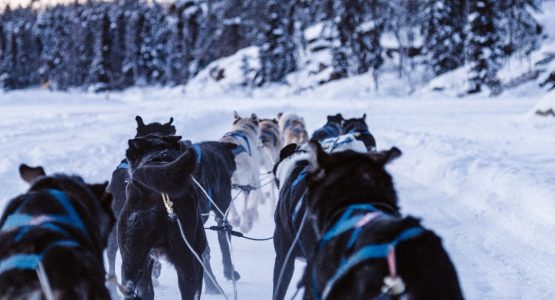 Yukon Dog Sledding Expedition