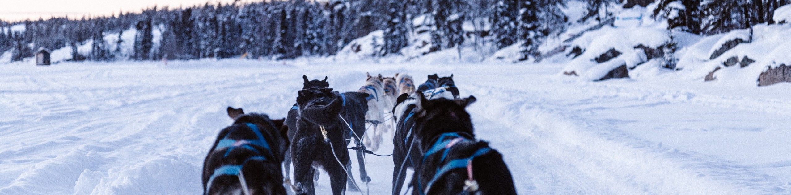 Yukon Dog Sledding Expedition