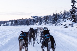 Yukon Dog Sledding Expedition