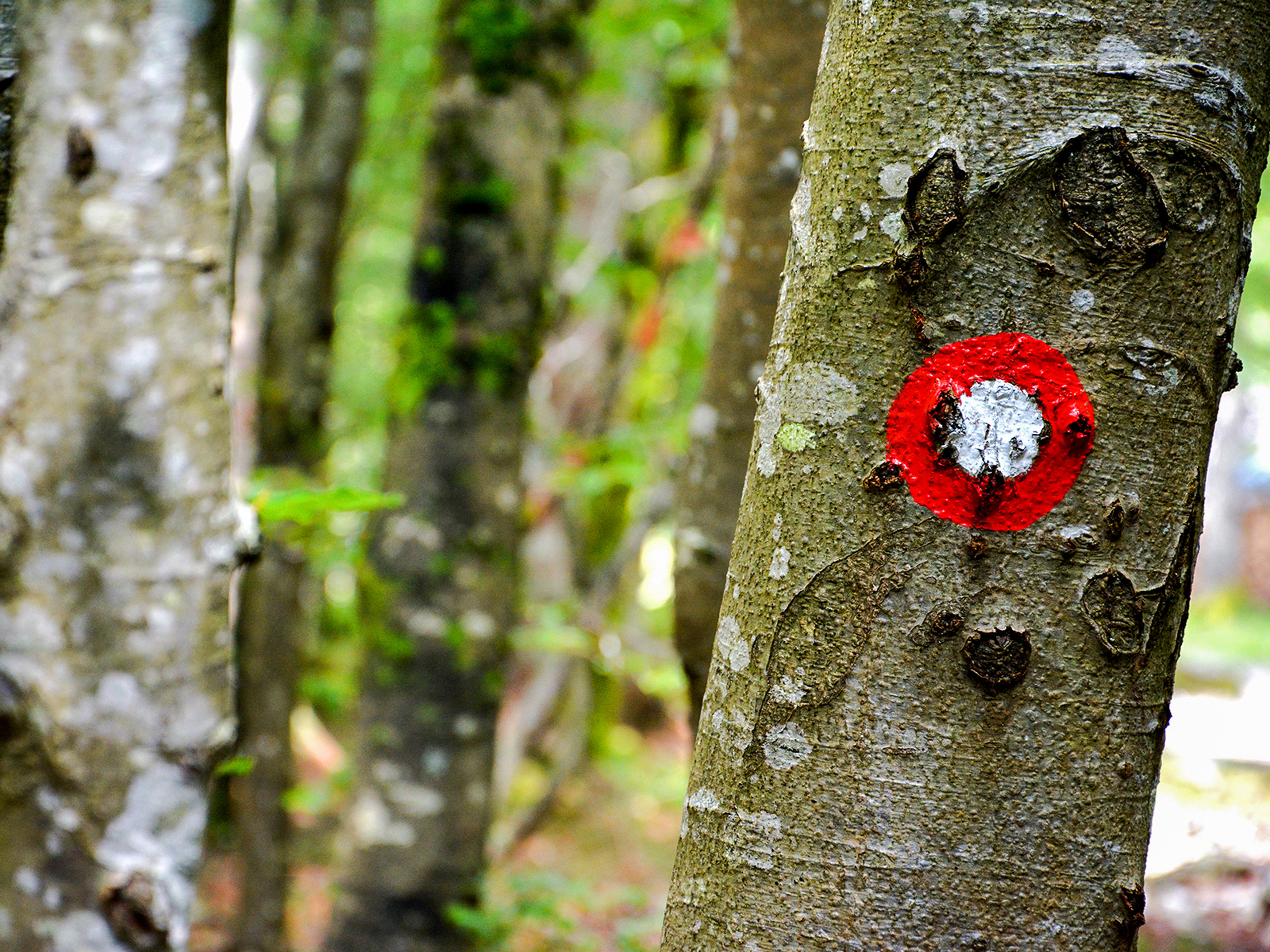 Marked tree on the tourist route