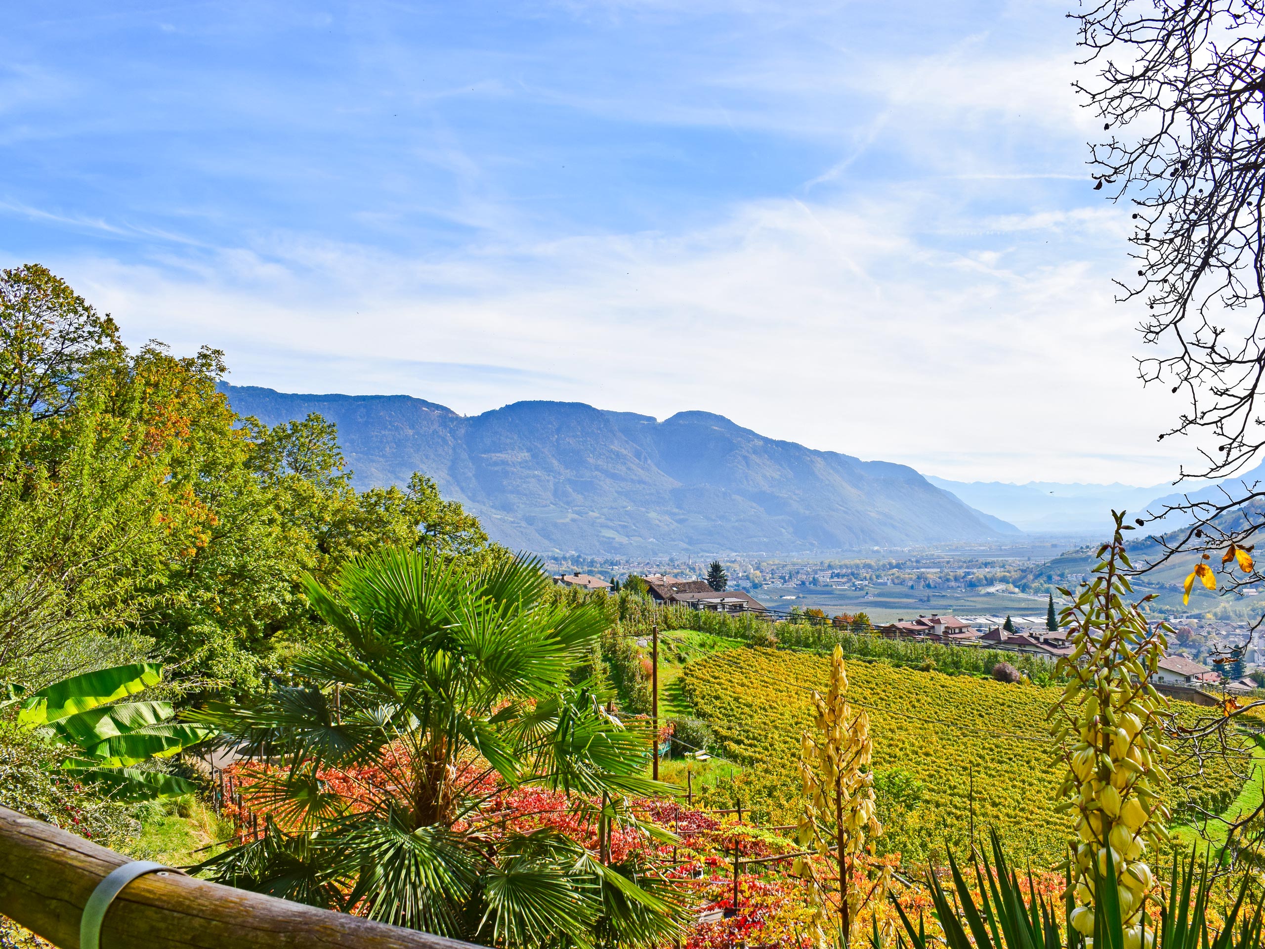 Vineyard panoramic view