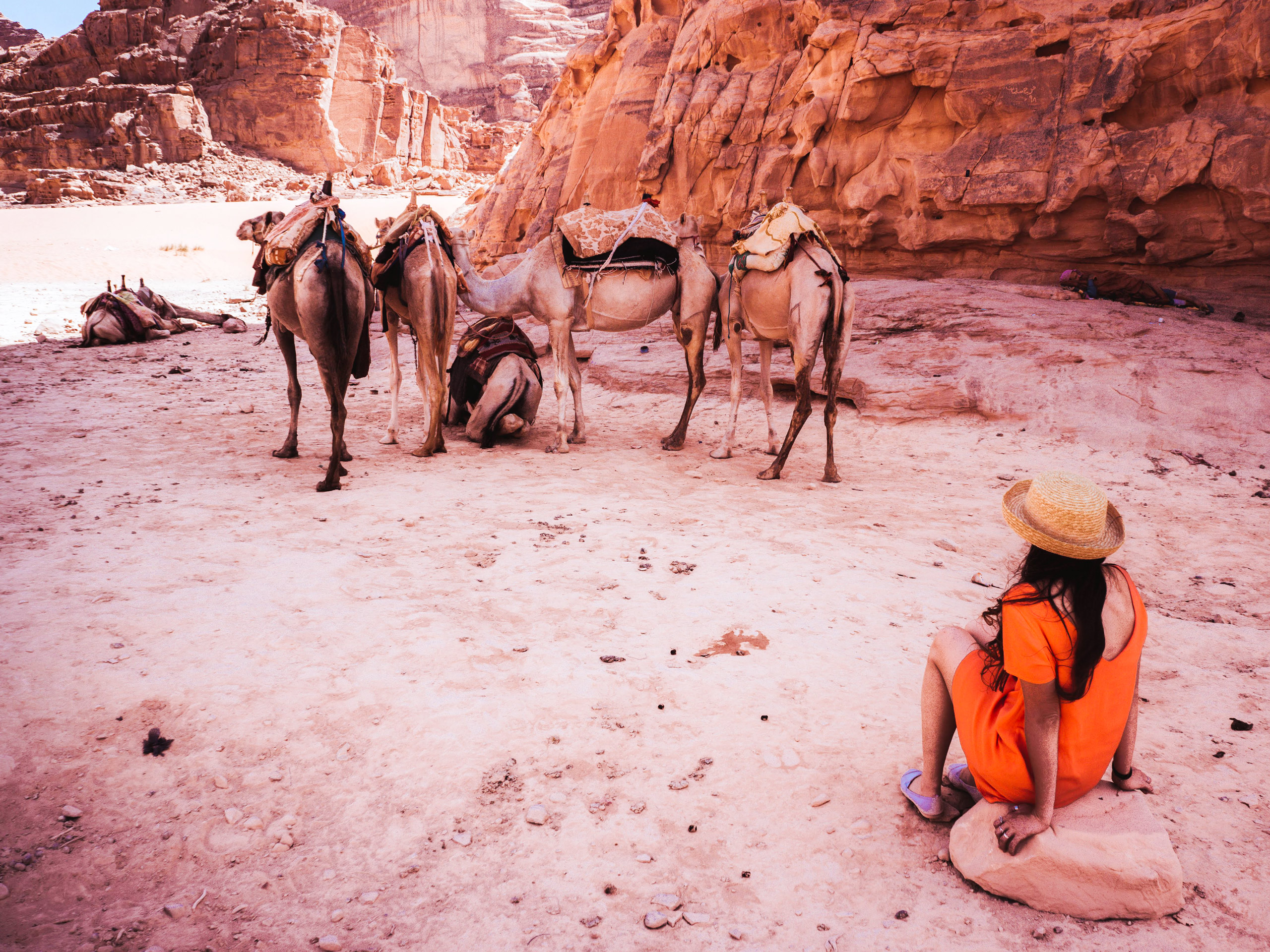 Yourist walk with Camels in Jordan