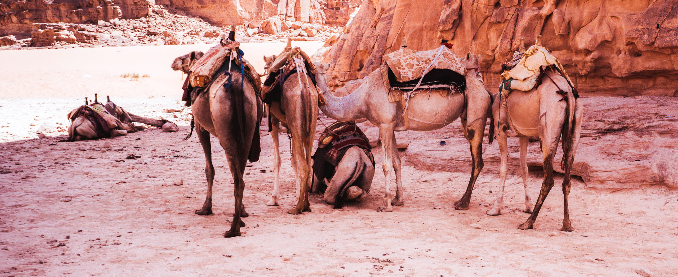 Petra & Wadi Rum Sightseeing Tour