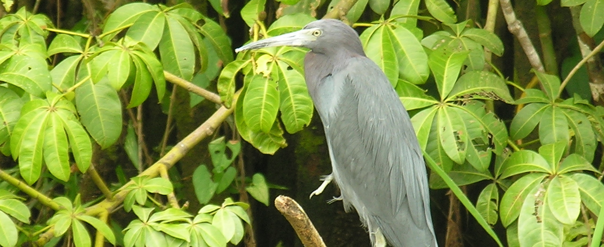 10-Day Nicaragua Birdwatching Expedition