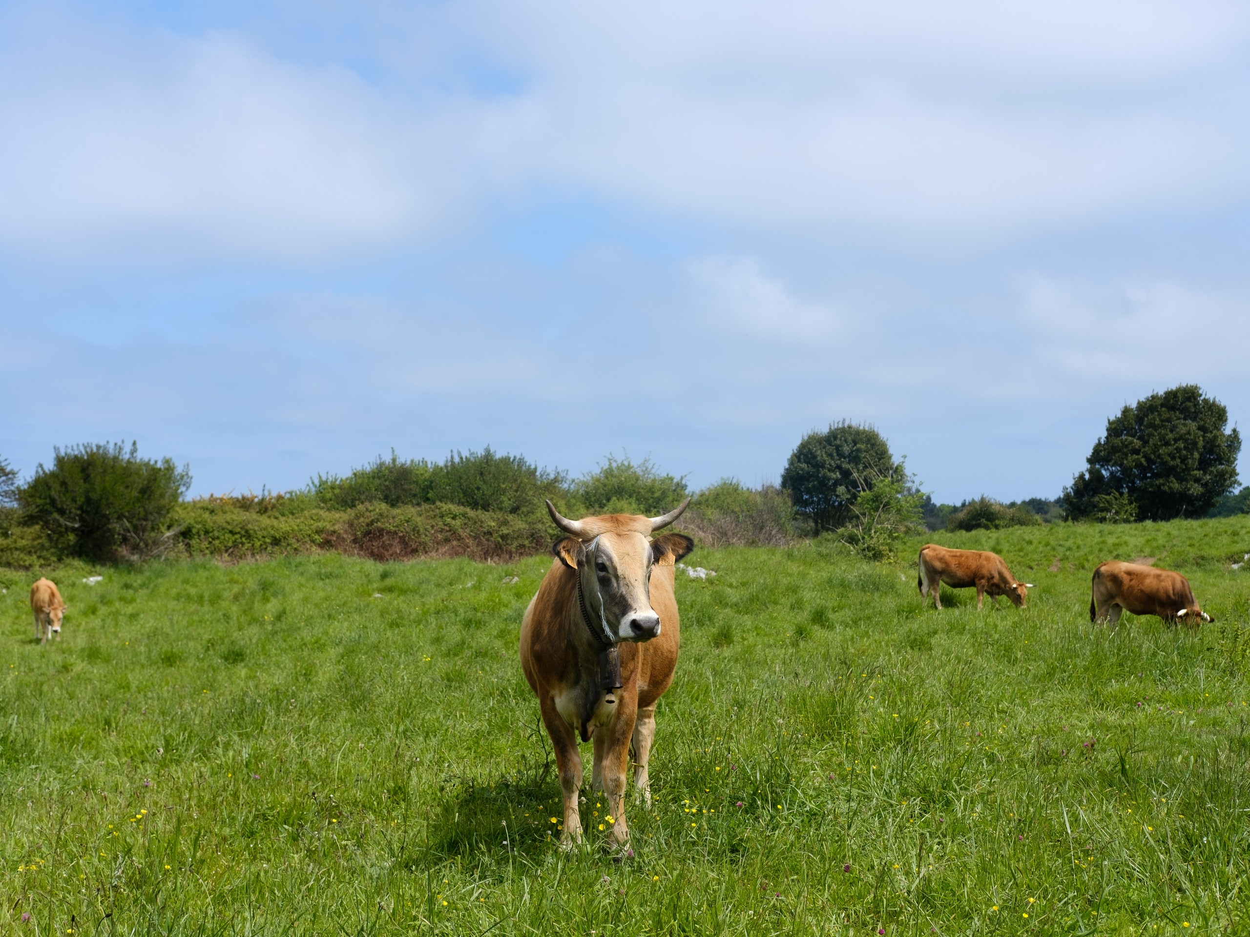 Cows met in Asturias