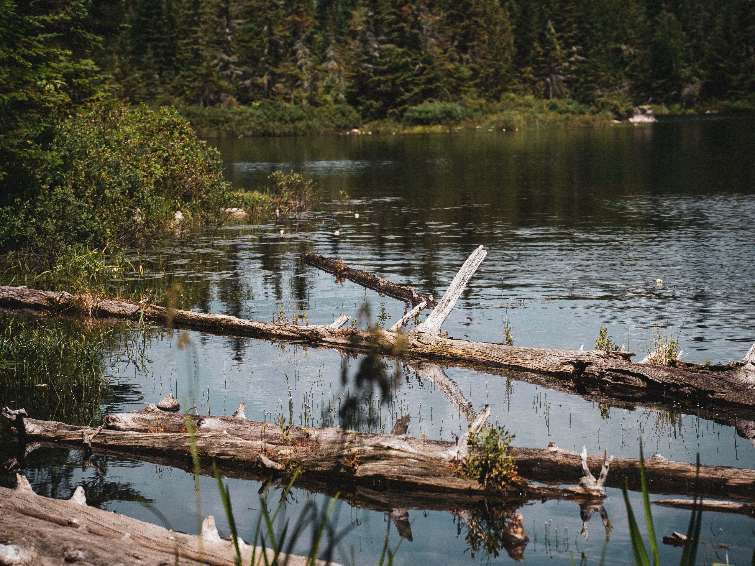 Fallen trees in Bazin river