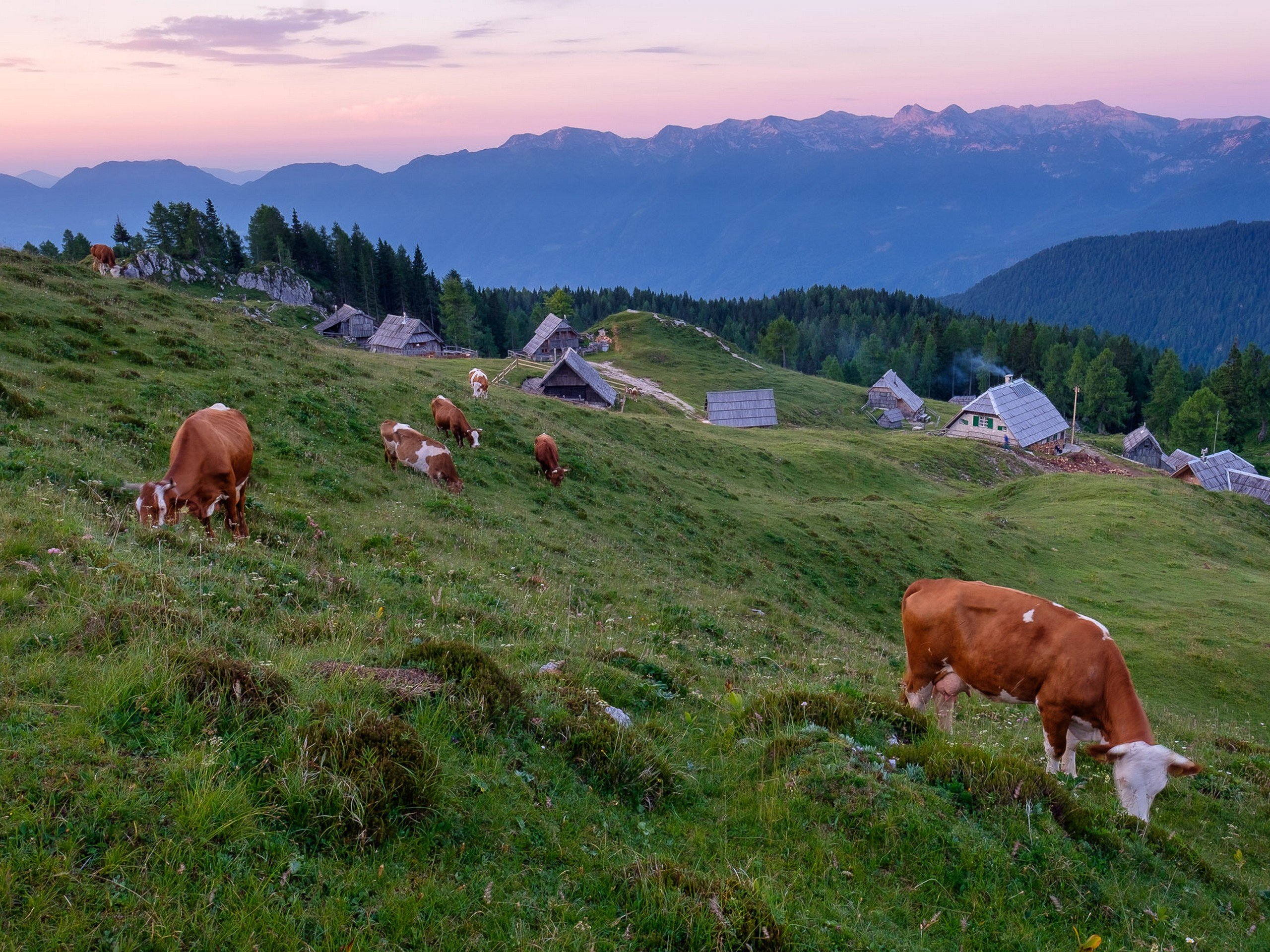 Cows in Julian Alps