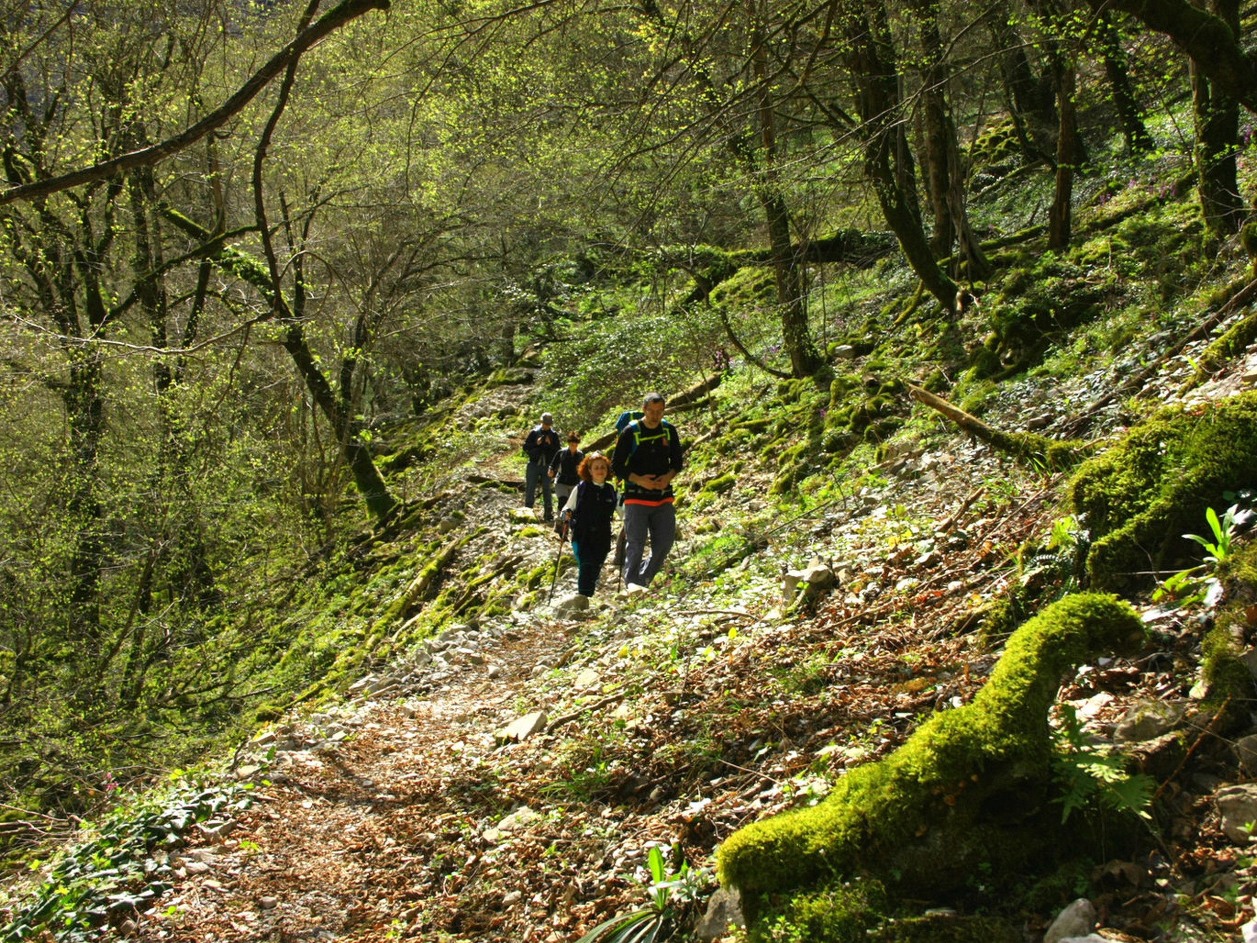 Walking in lush forests of Greece