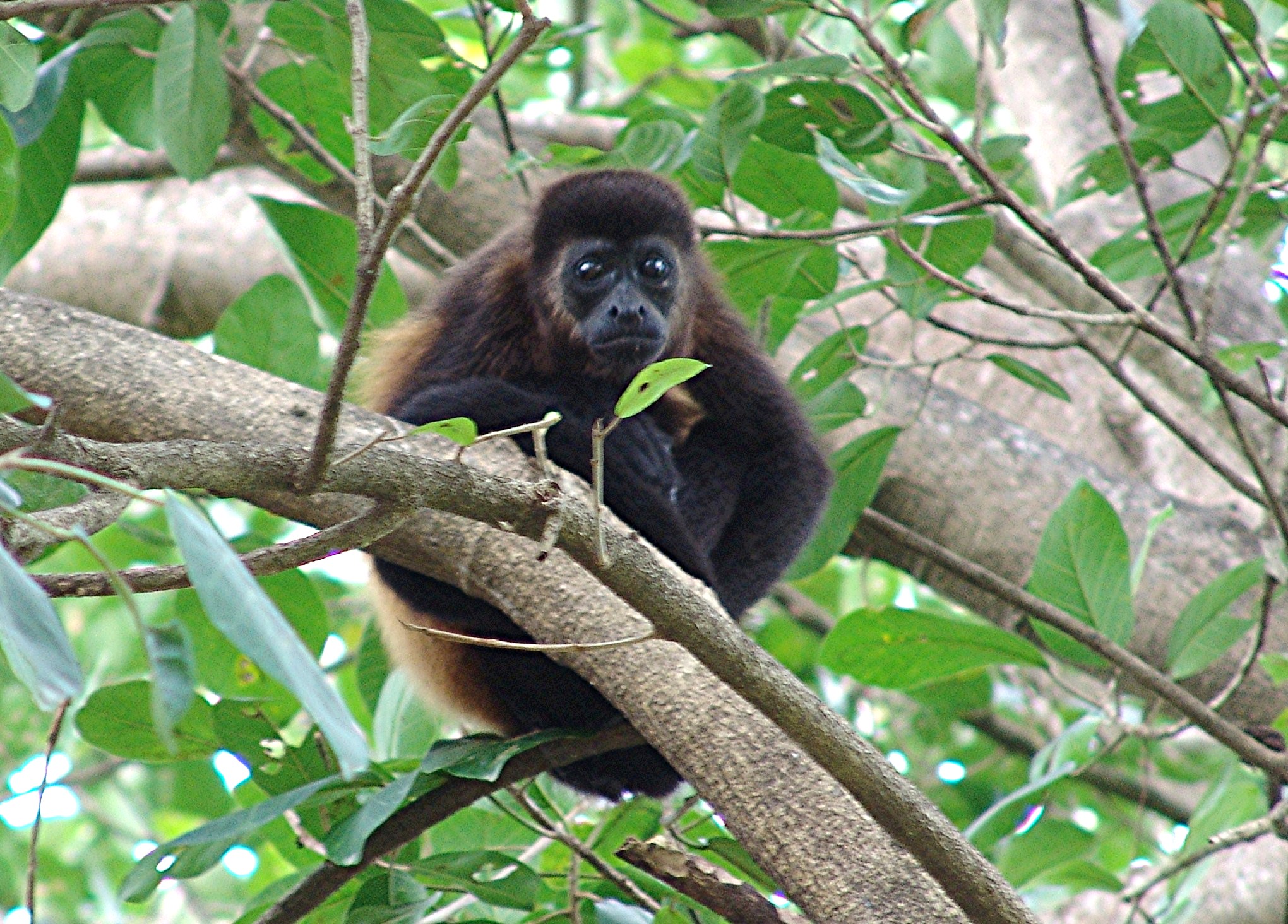 Monkey seen on Charco Verde