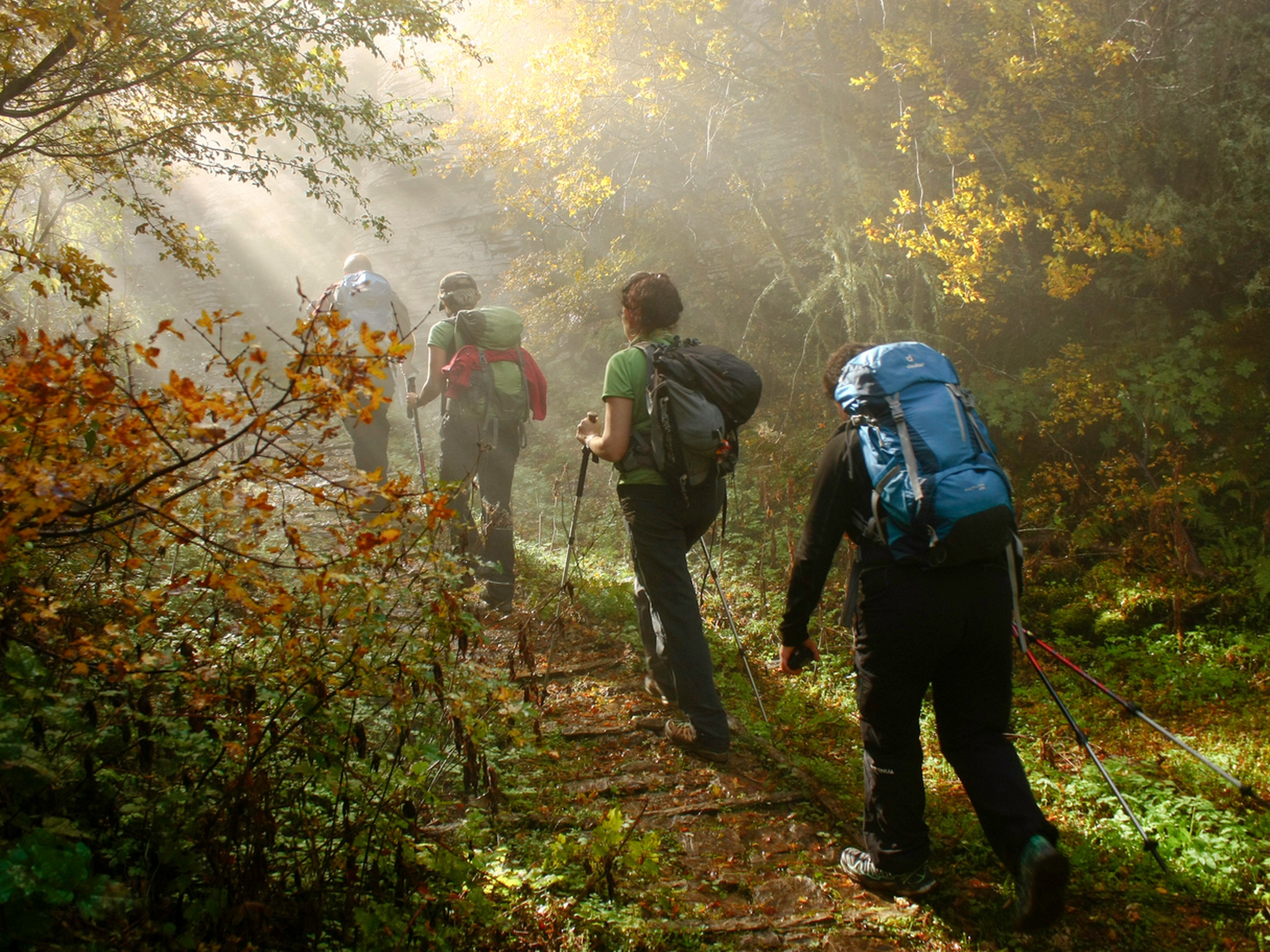 Group of hikers walking in the lush forests of Greece
