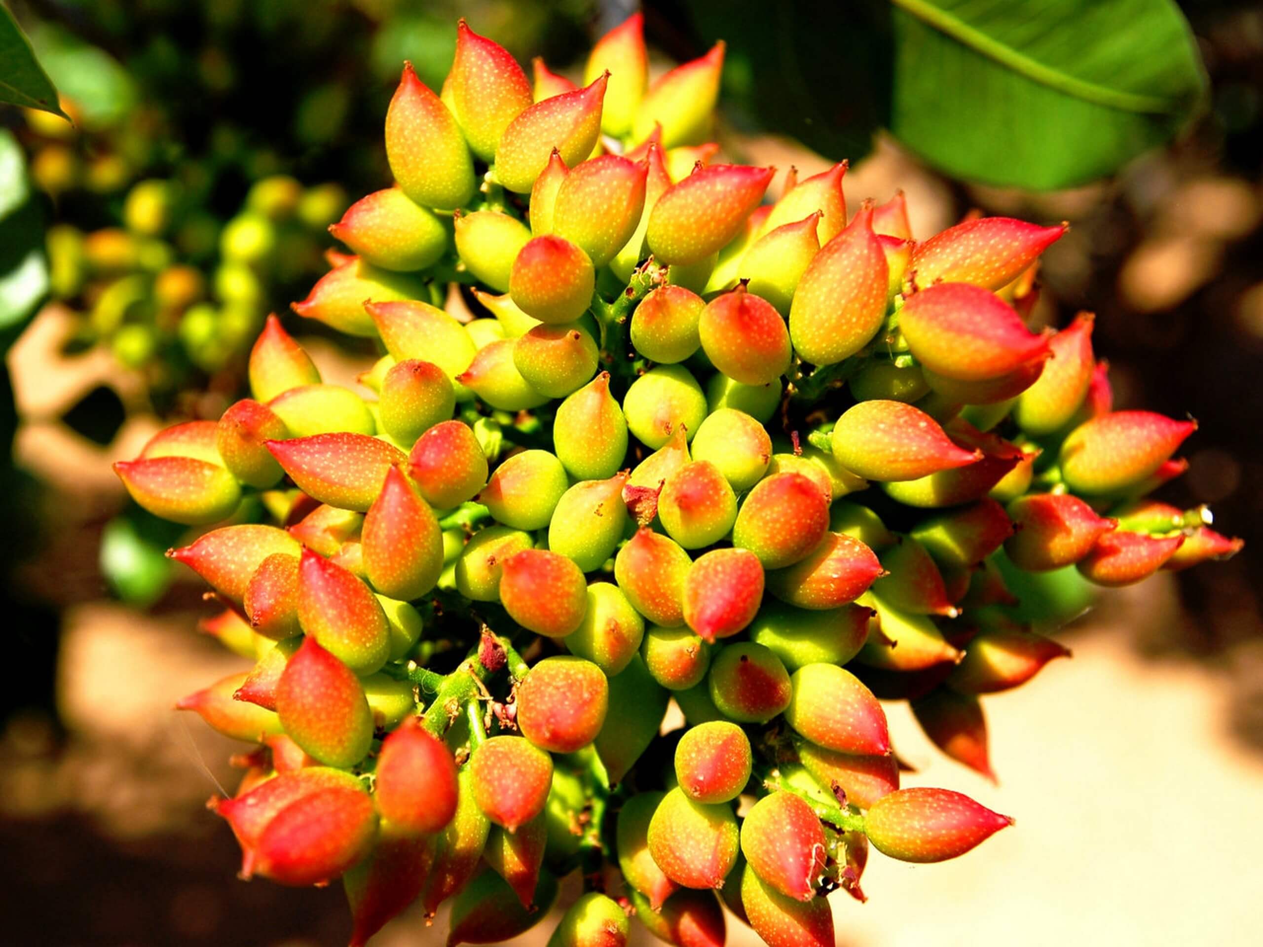 Pistachios in Aegina Island