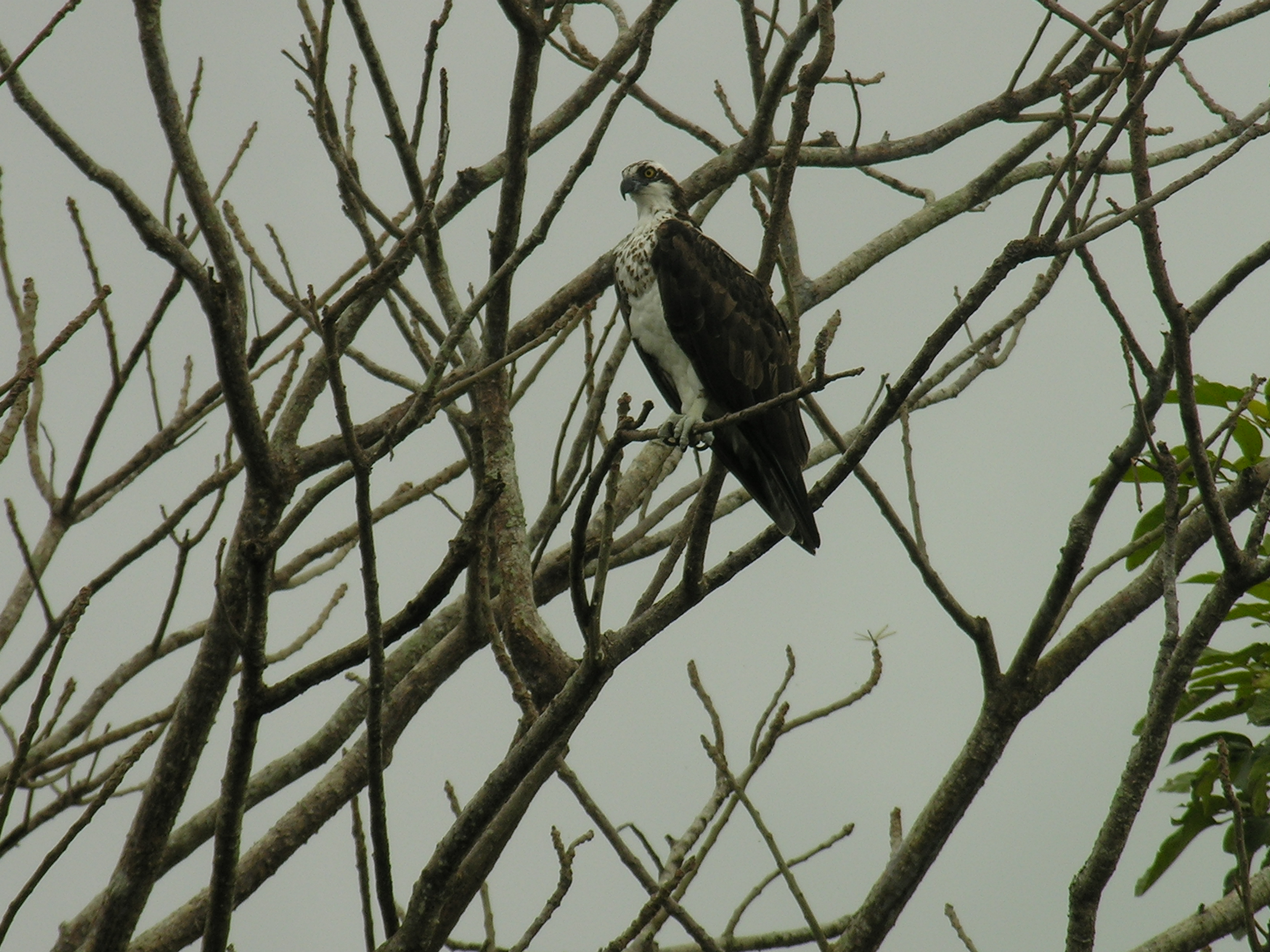 Osprey met while on Birdwatching in Nicaragua