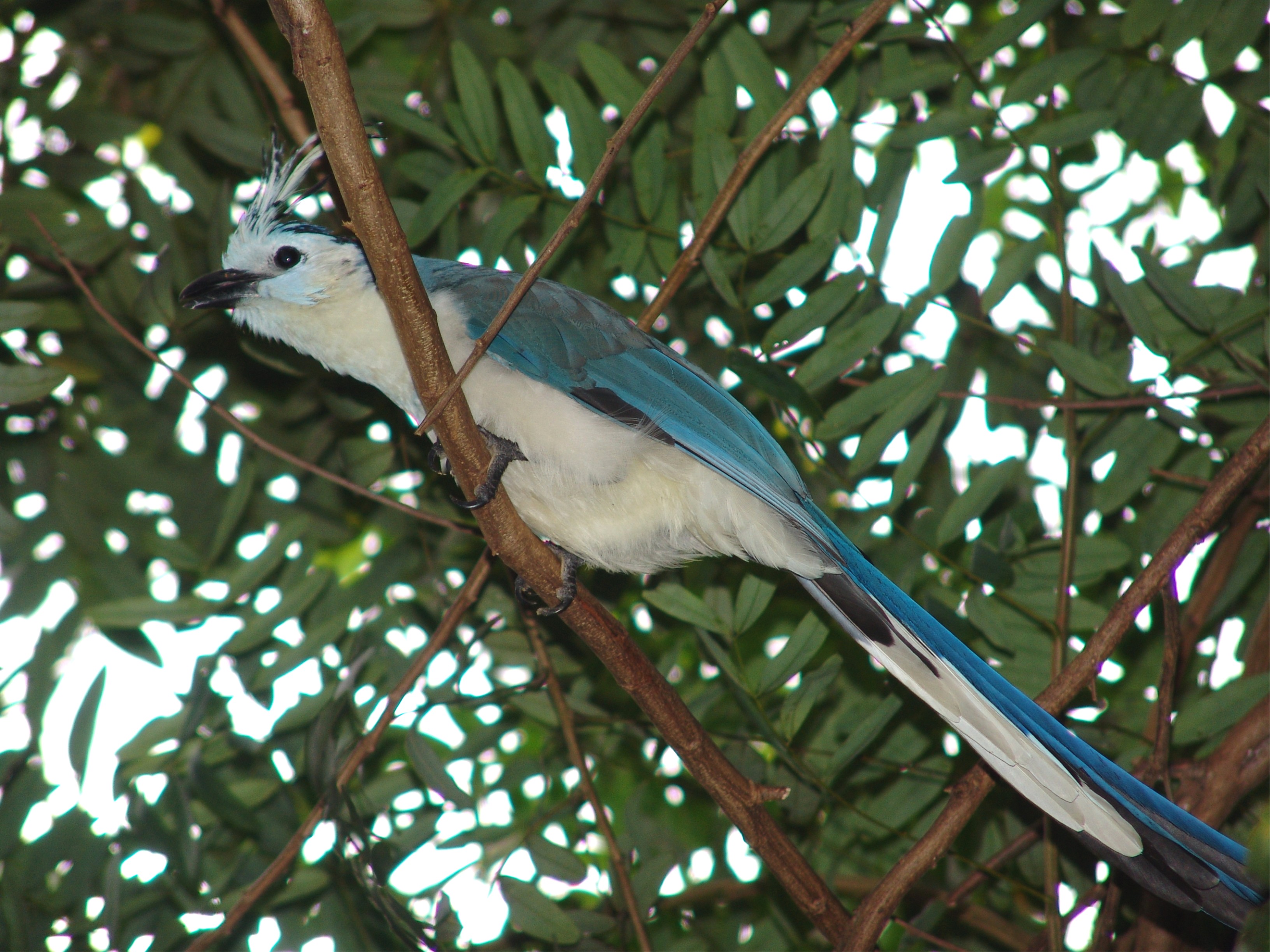 White throated Magpie jay, met at Nicaragua