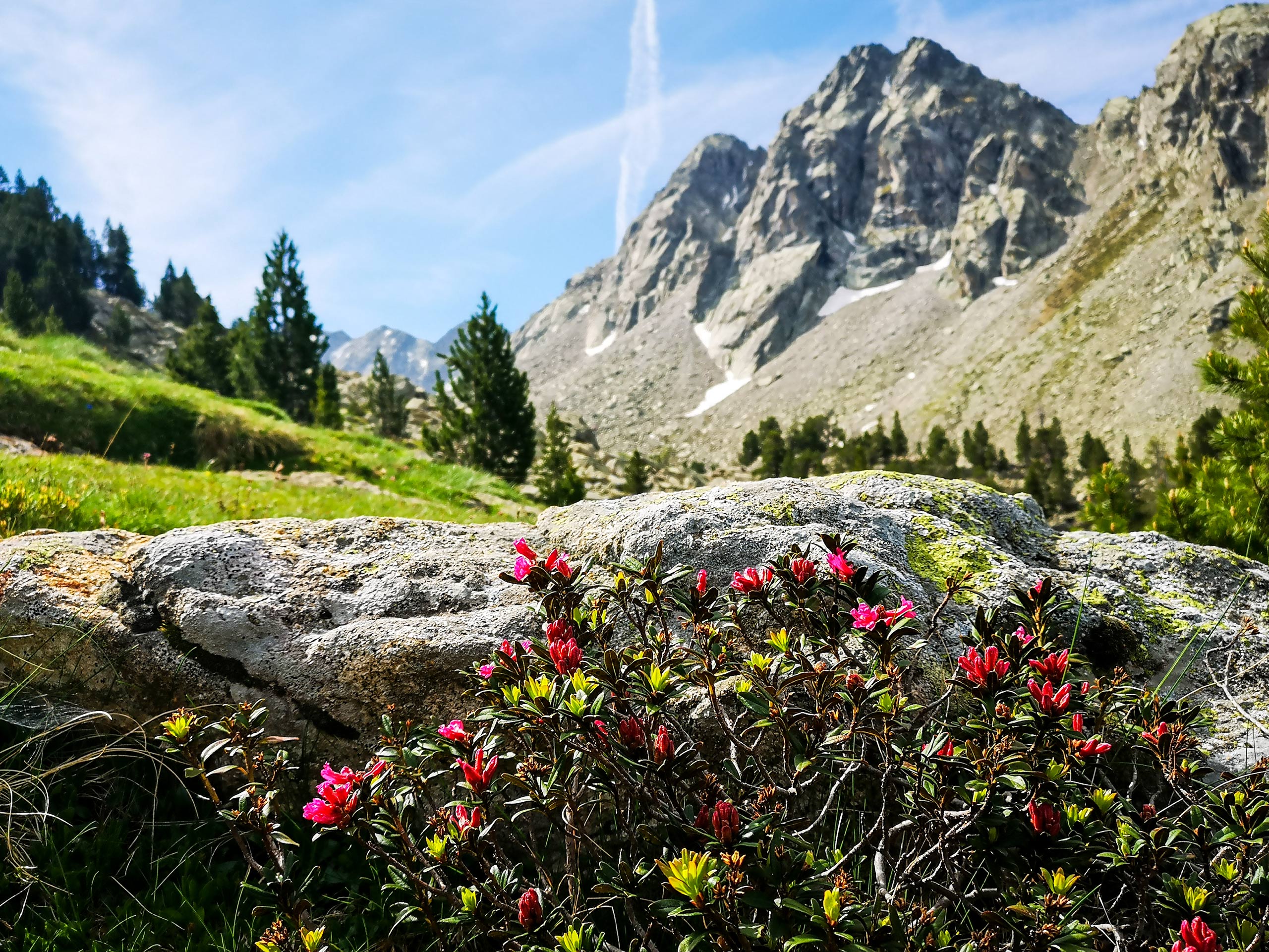 Rodondendrons on the mountain