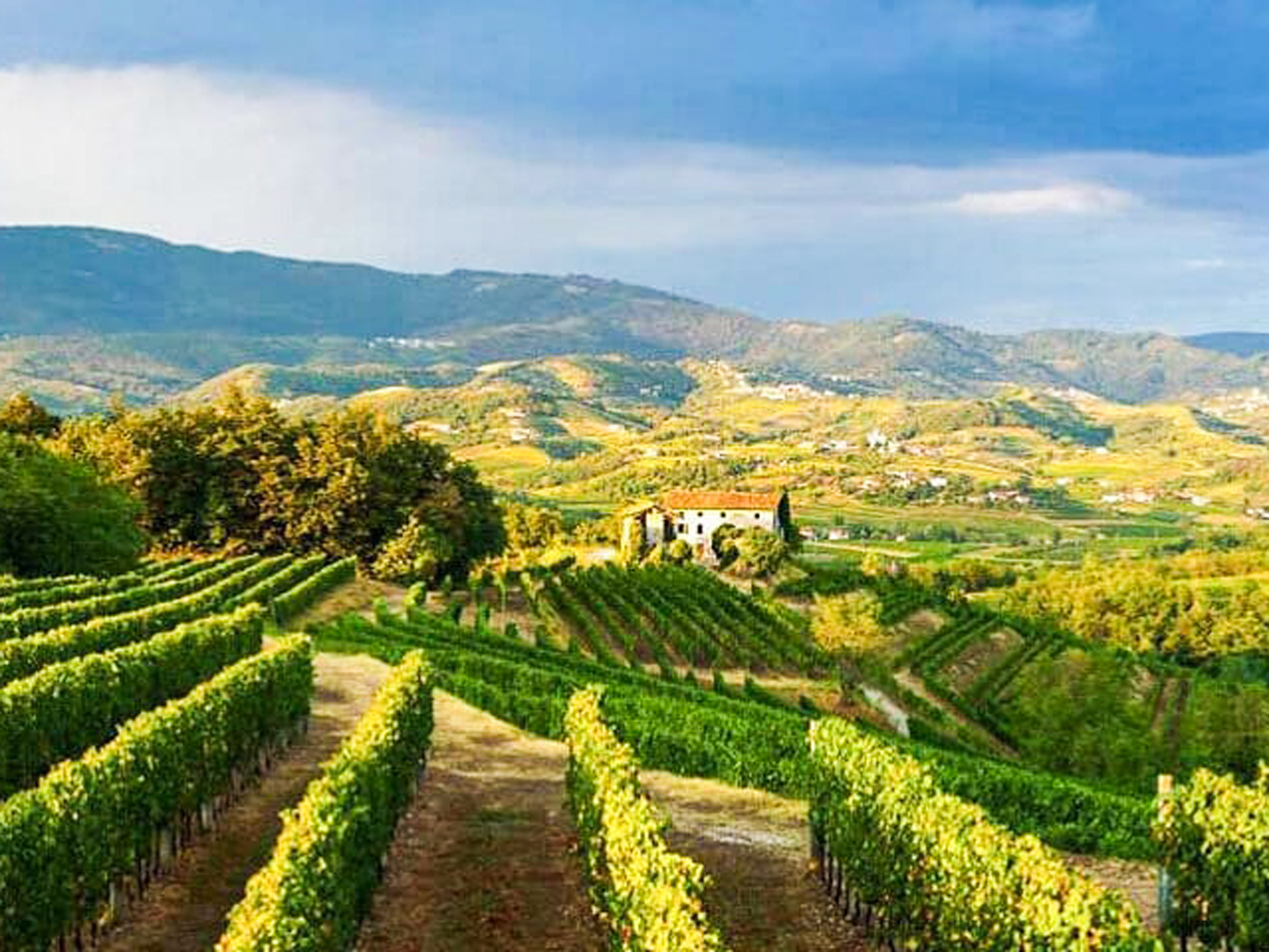 Vineyard Slovenia landscape