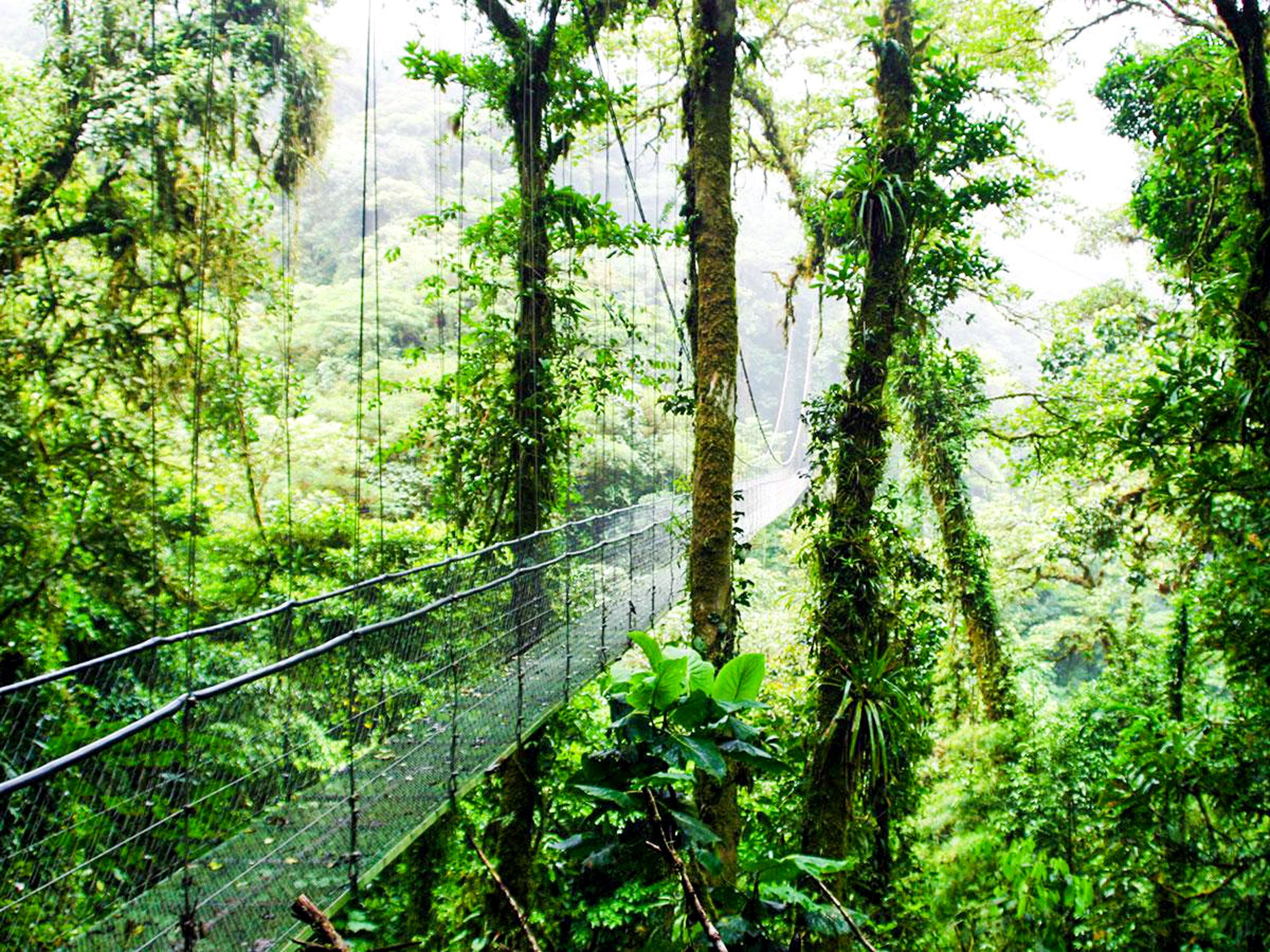 Rainforest trail in Monteverde