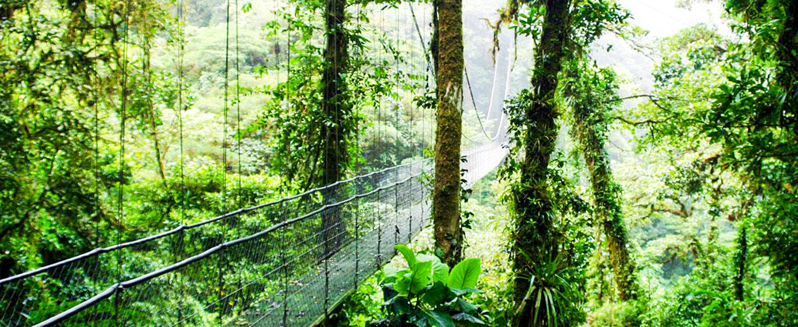 Rainforests of Costa Rica