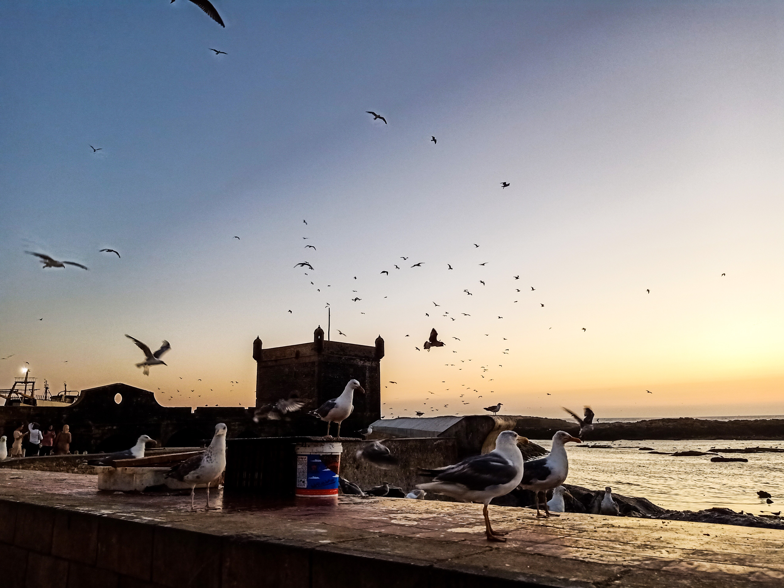 Seagulls on the coast