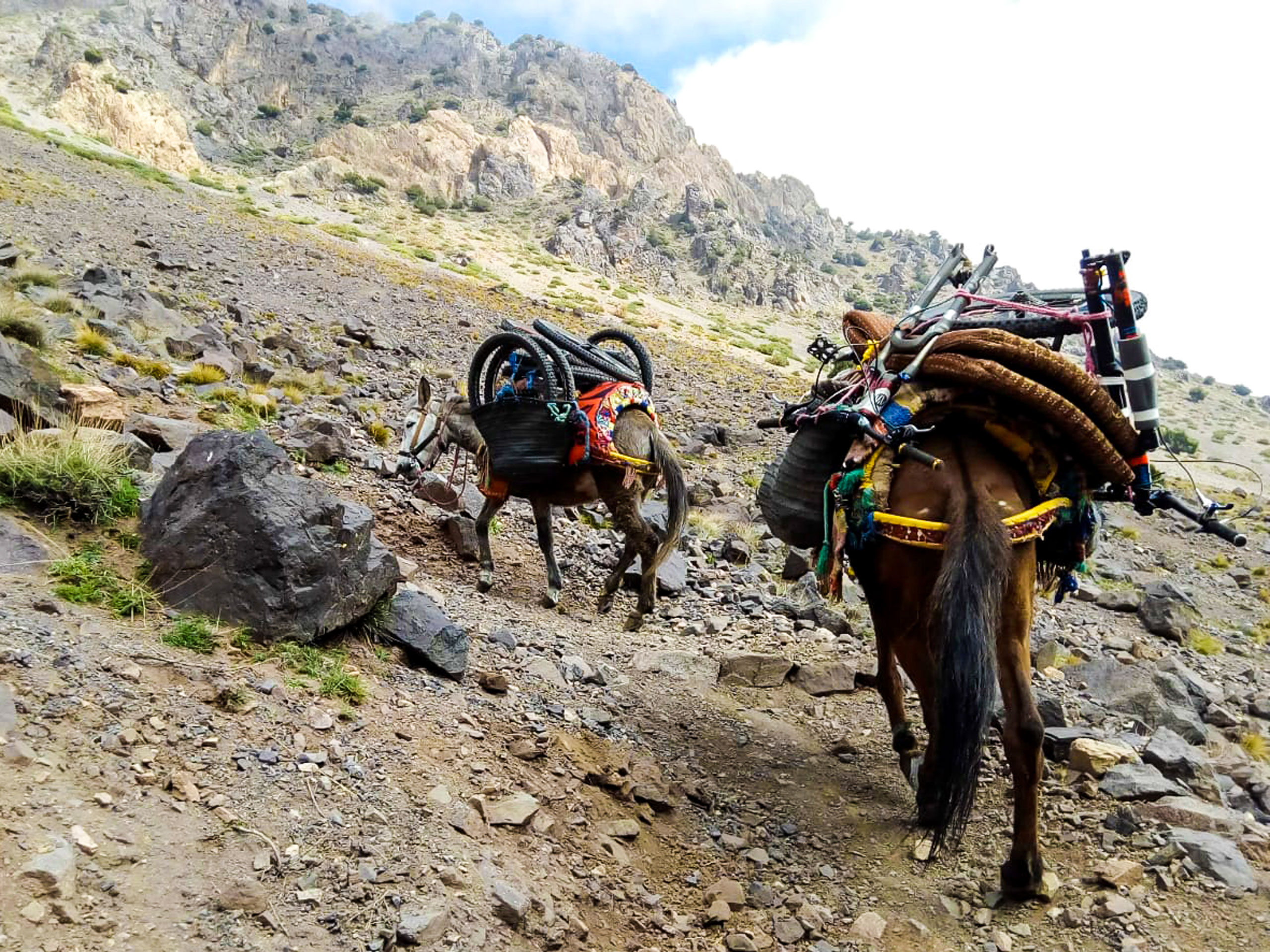 Mules carry bicycles