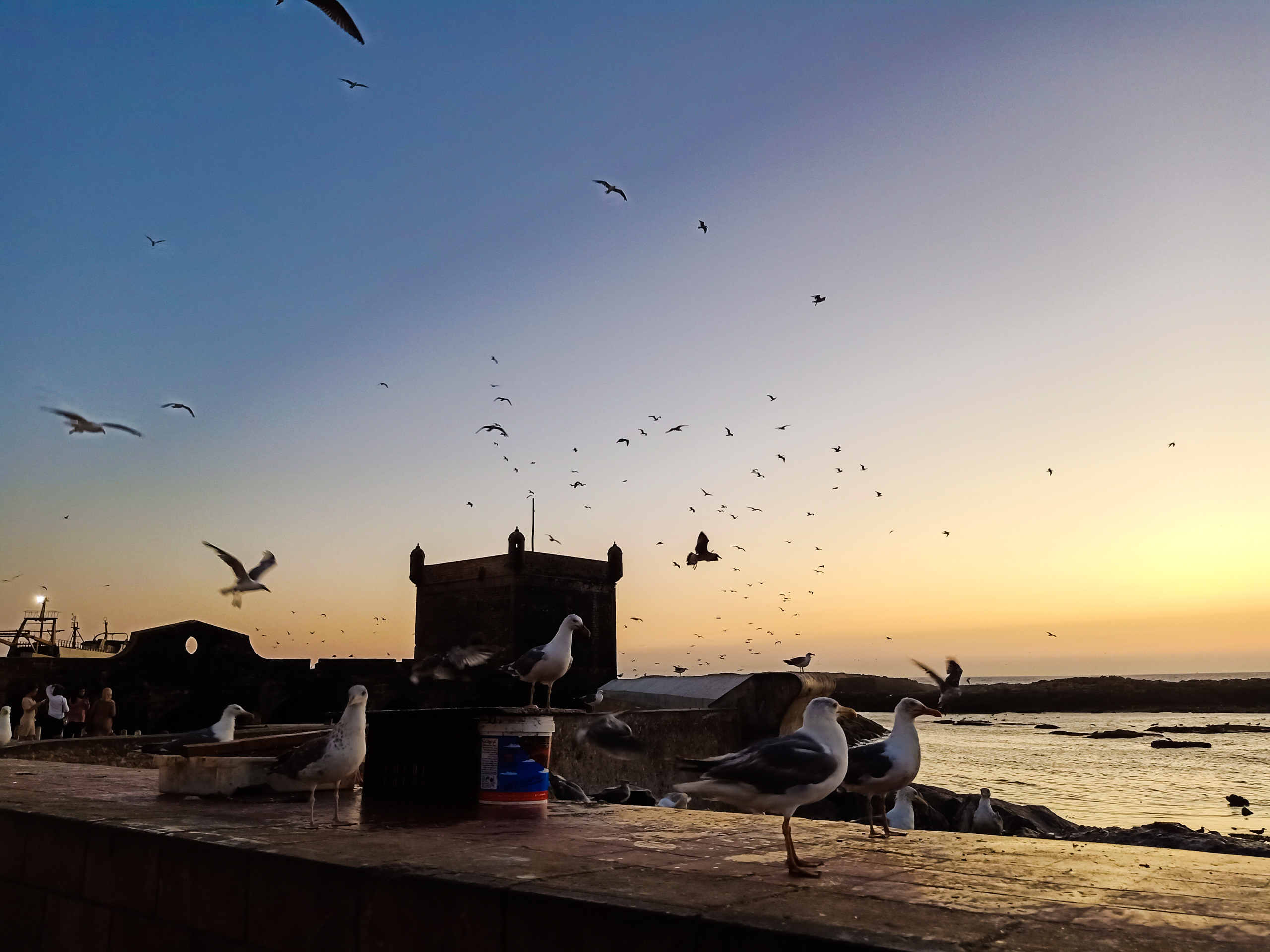 Seagulls on the pier