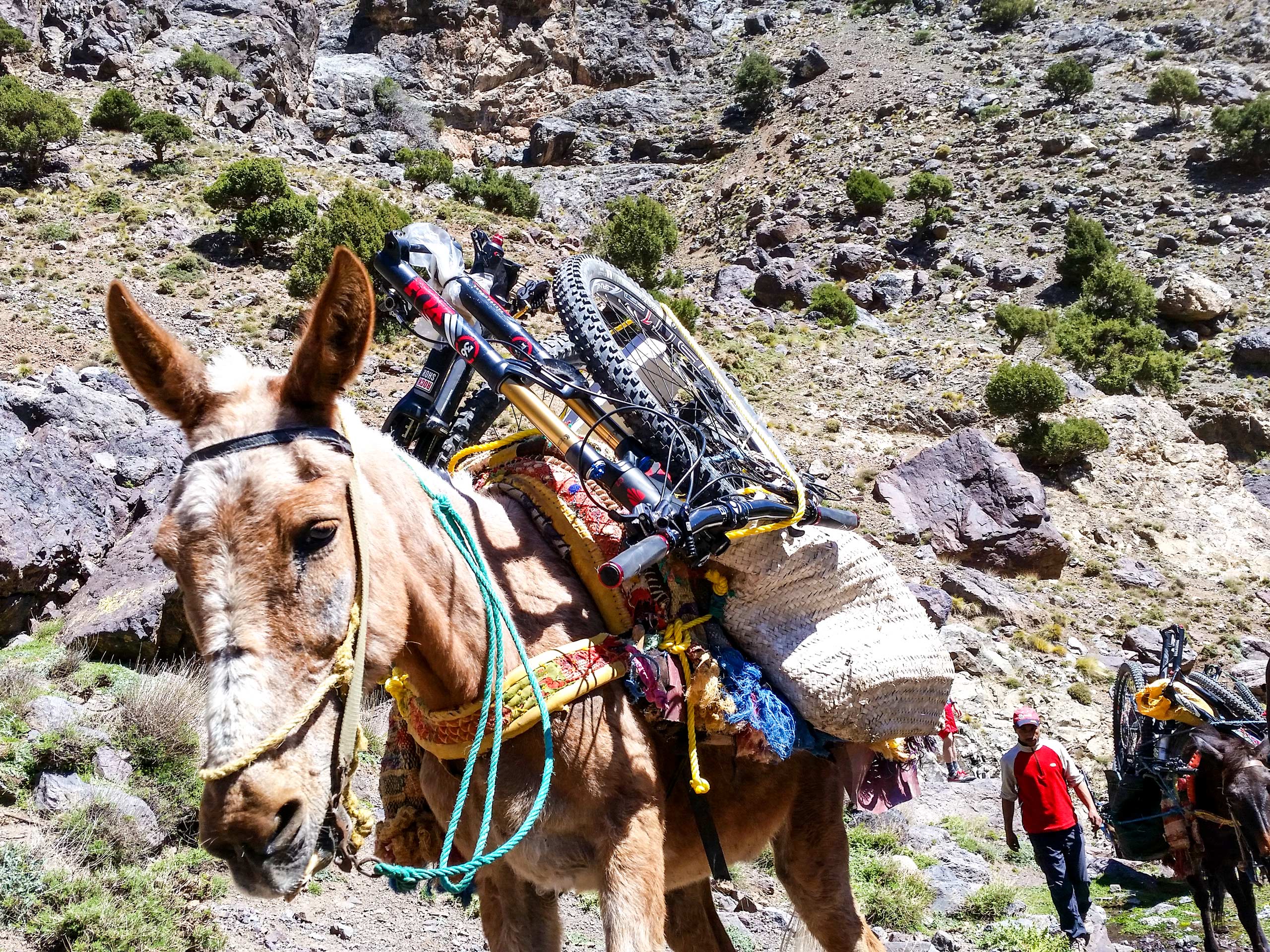 Mules carry bikes on the mountain trail