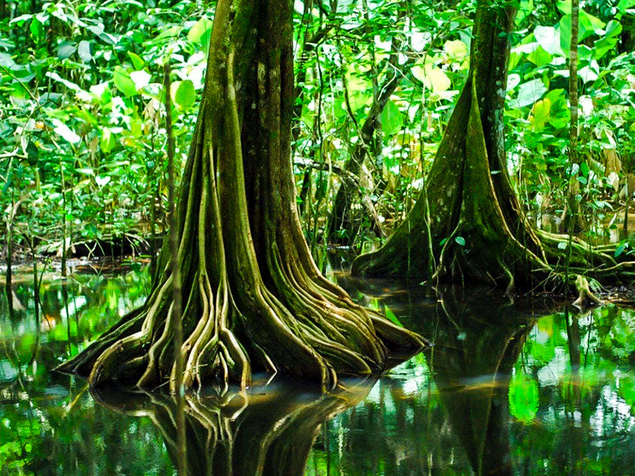 Rainforest trees in Corcovado