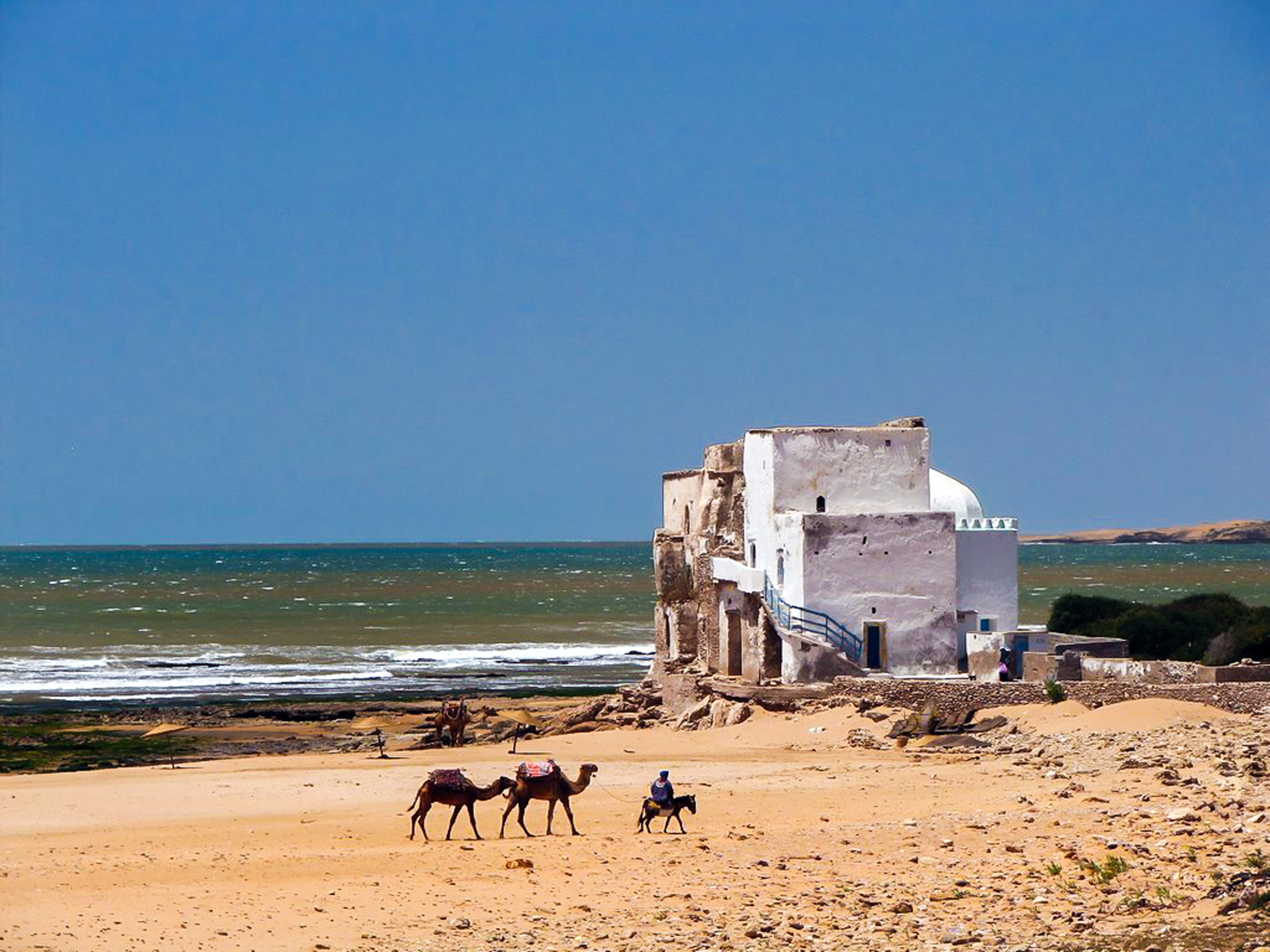 Camels on a coast