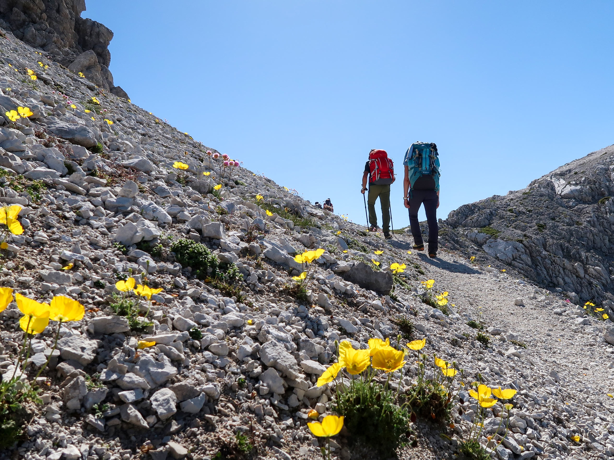 Mountain flowers in Italy