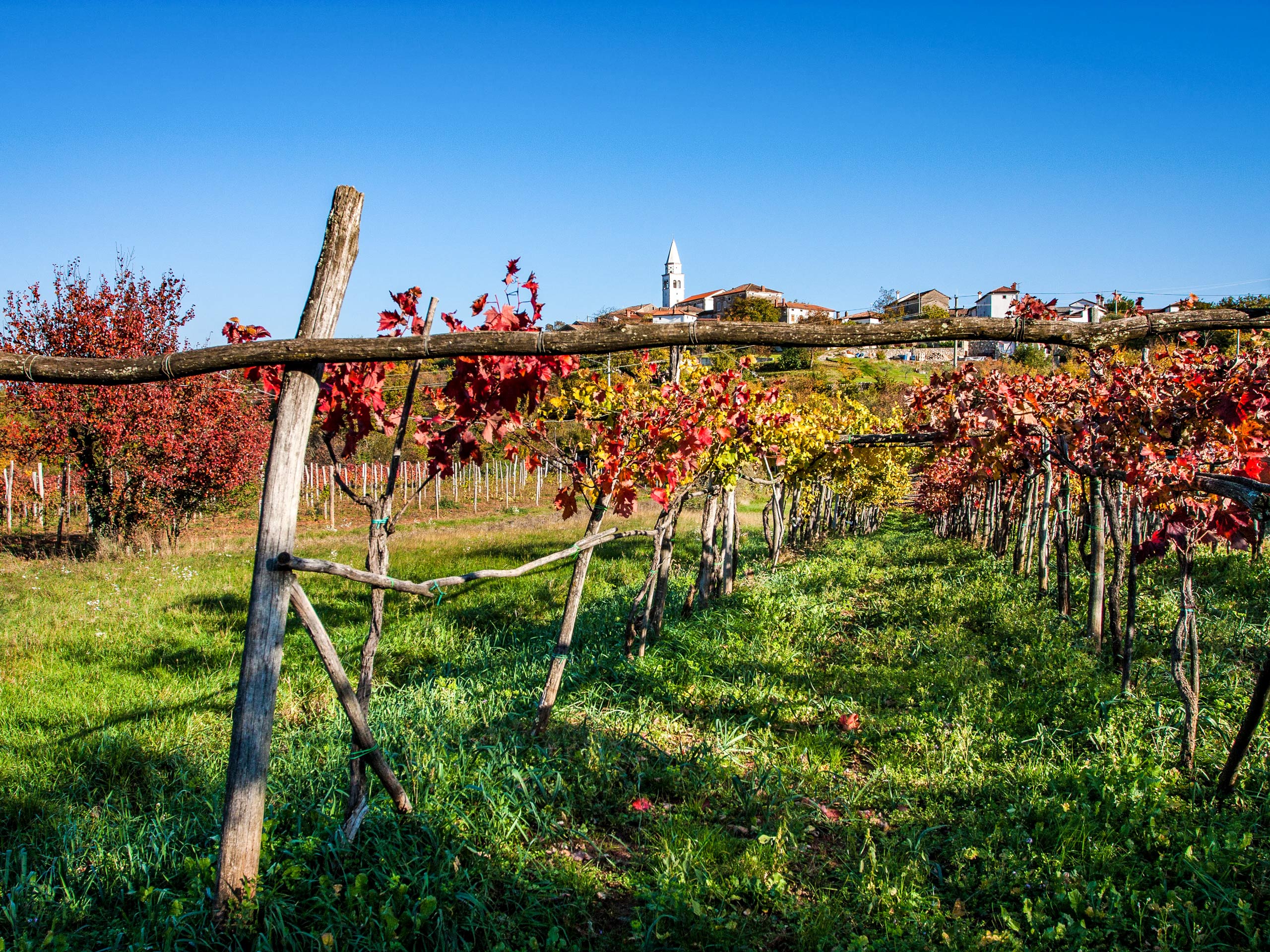 Slovenia Vineyards landscape