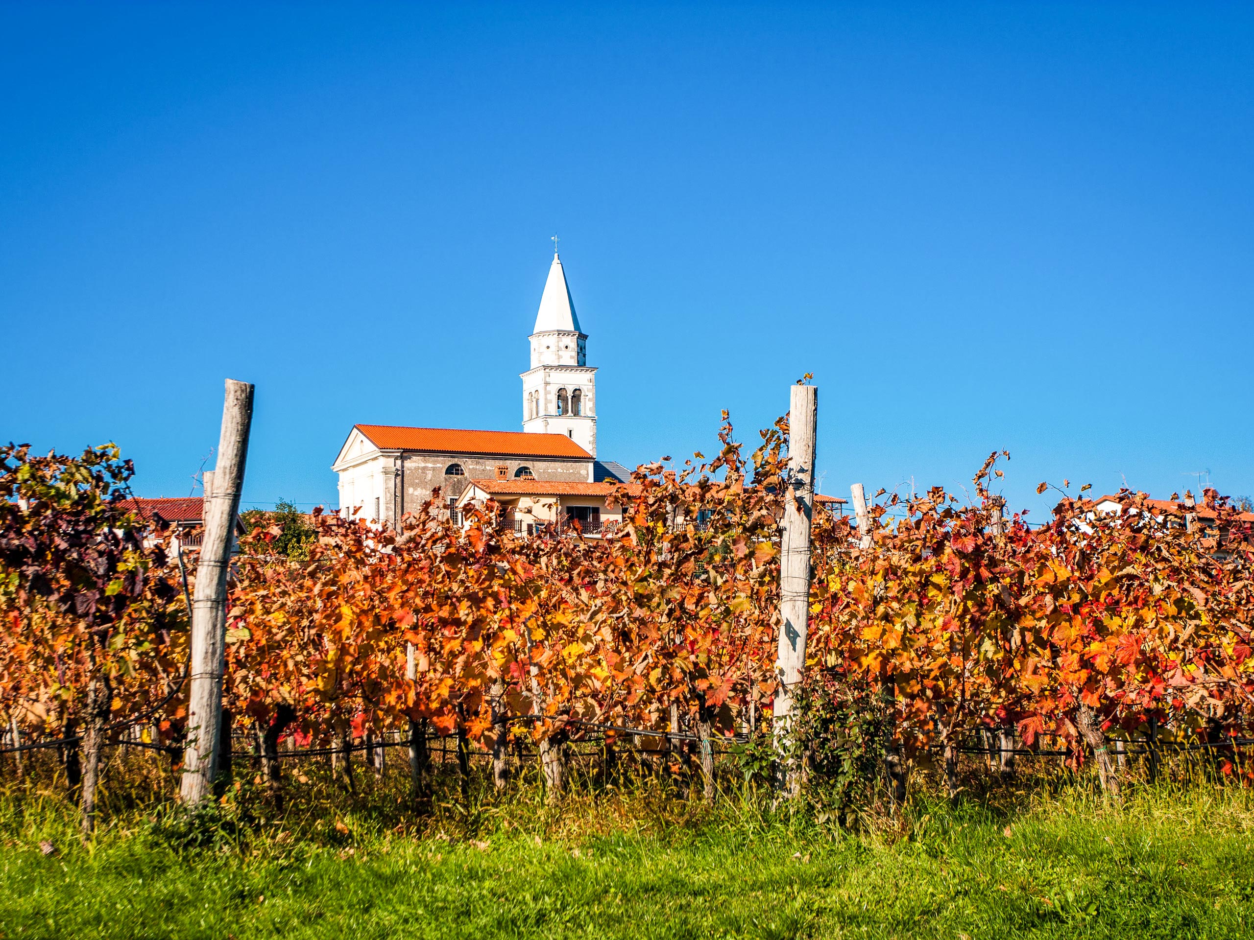 Vineyard Autumn landscape