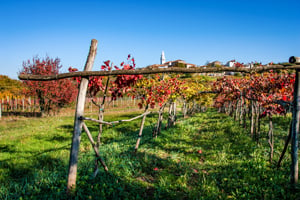 Walking the Vineyards, Caves, and Coasts of Slovenia