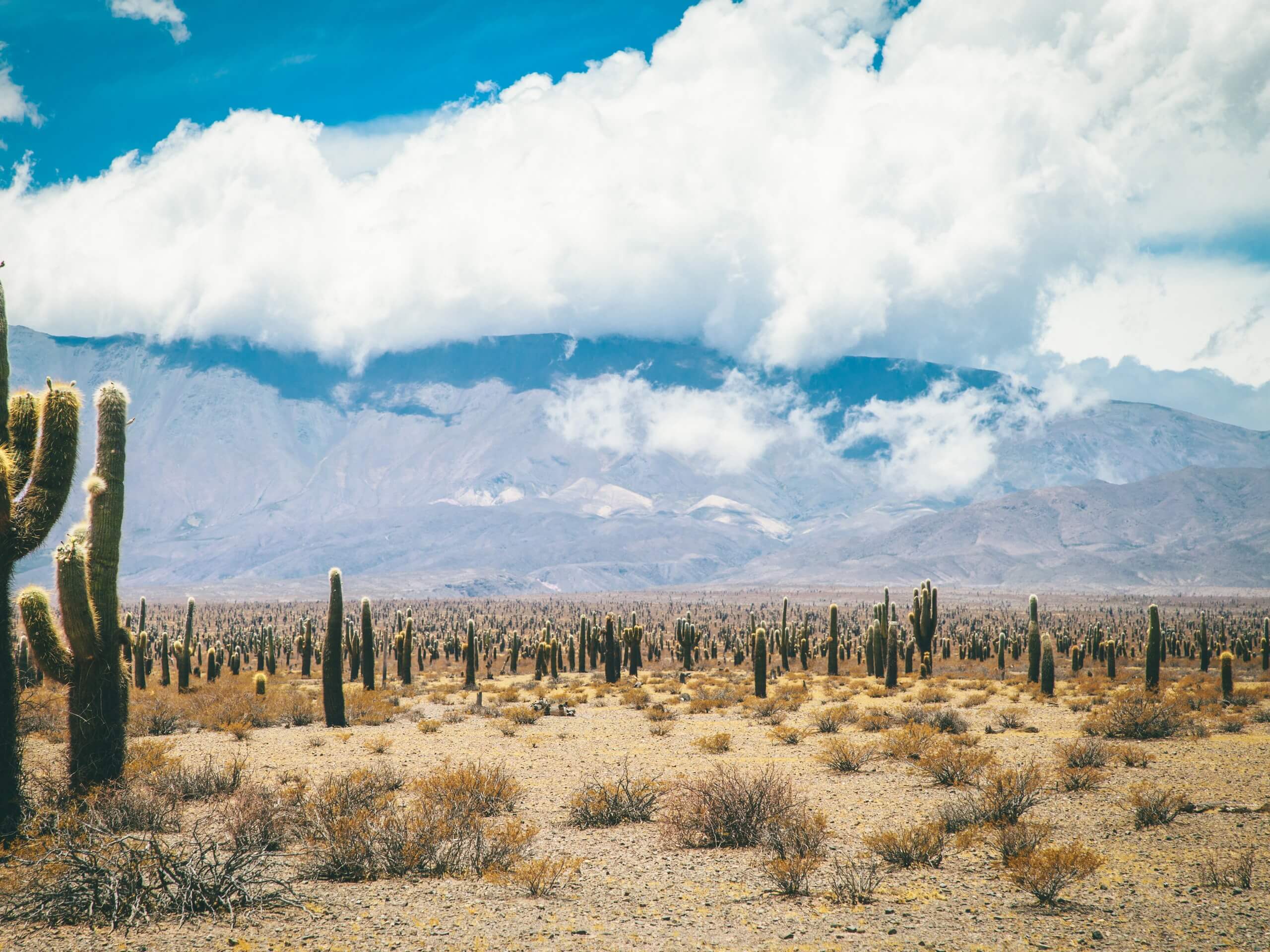 Los Cardones National Park near Salta