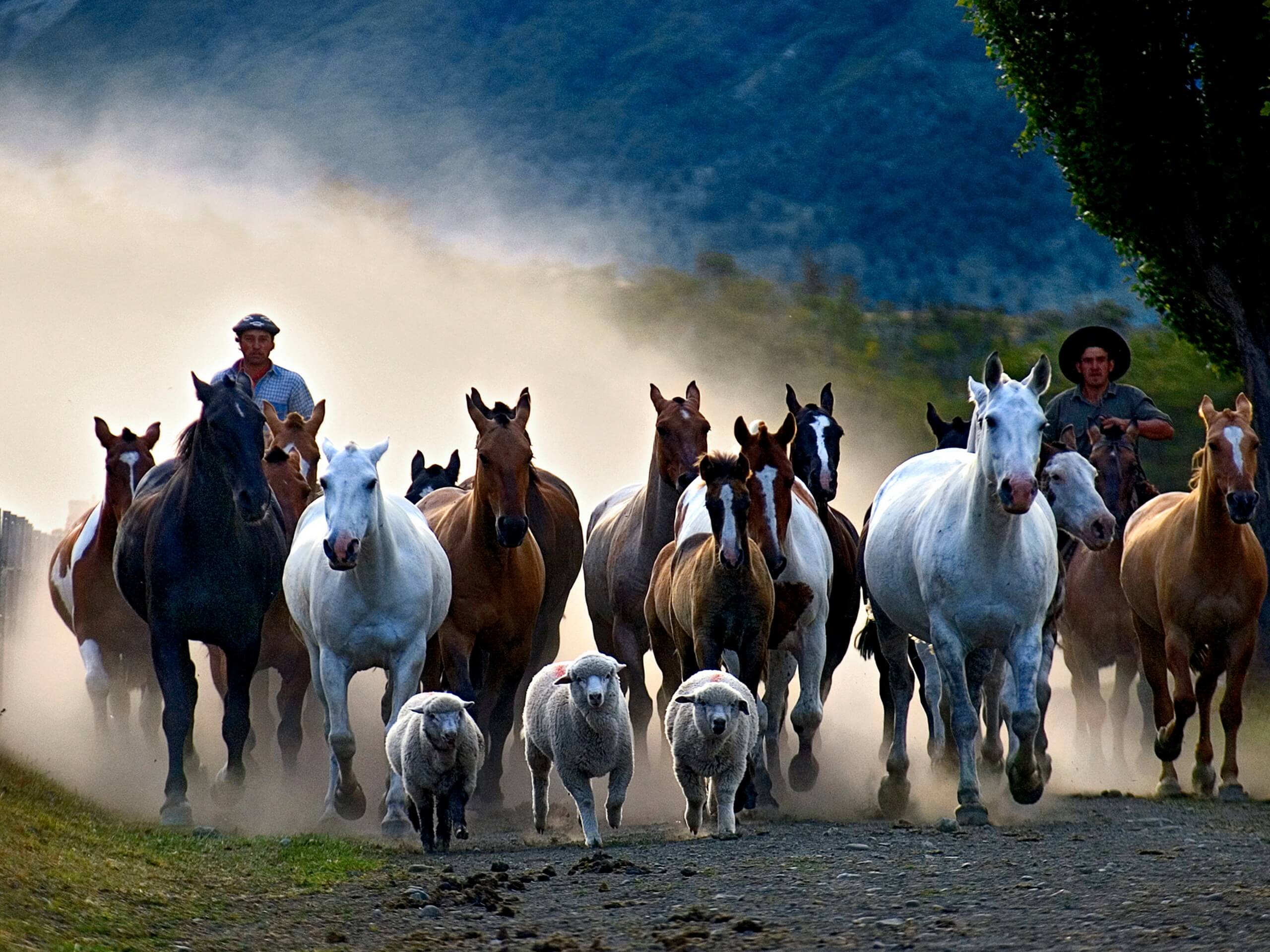 Horses at Nibepo Aike