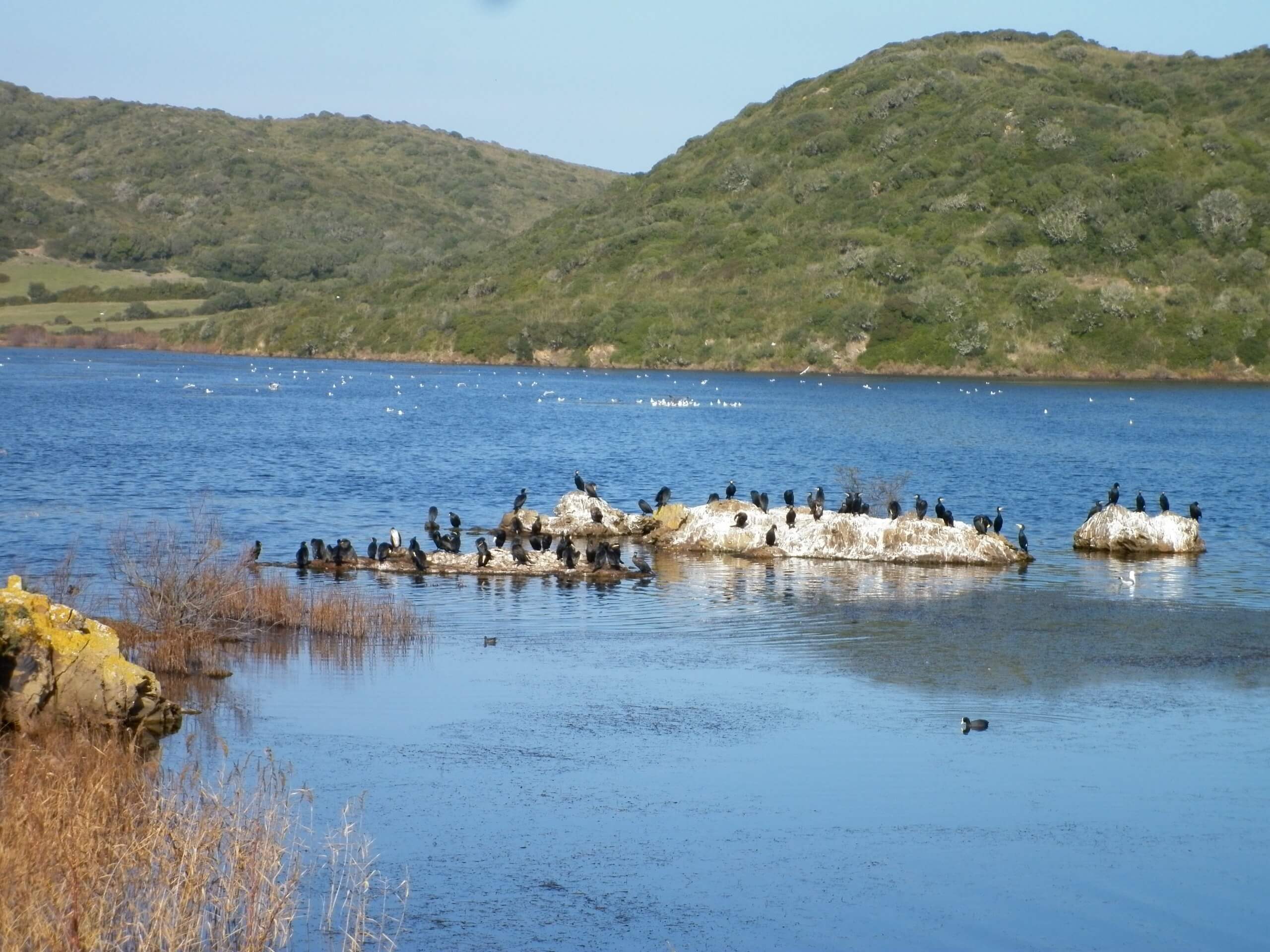 Birds at S'albufera in Minorca