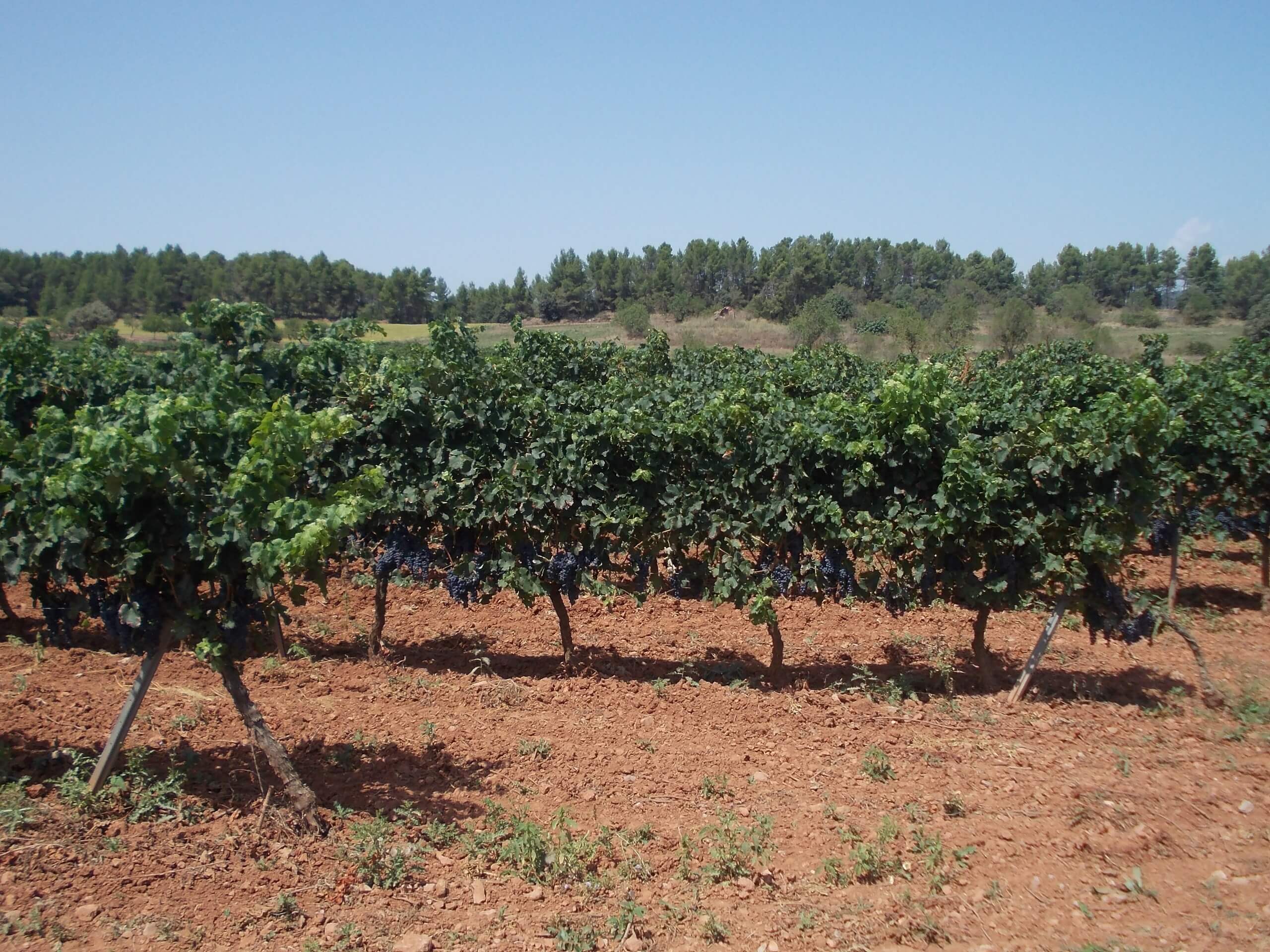 Pla del Bages in Spain