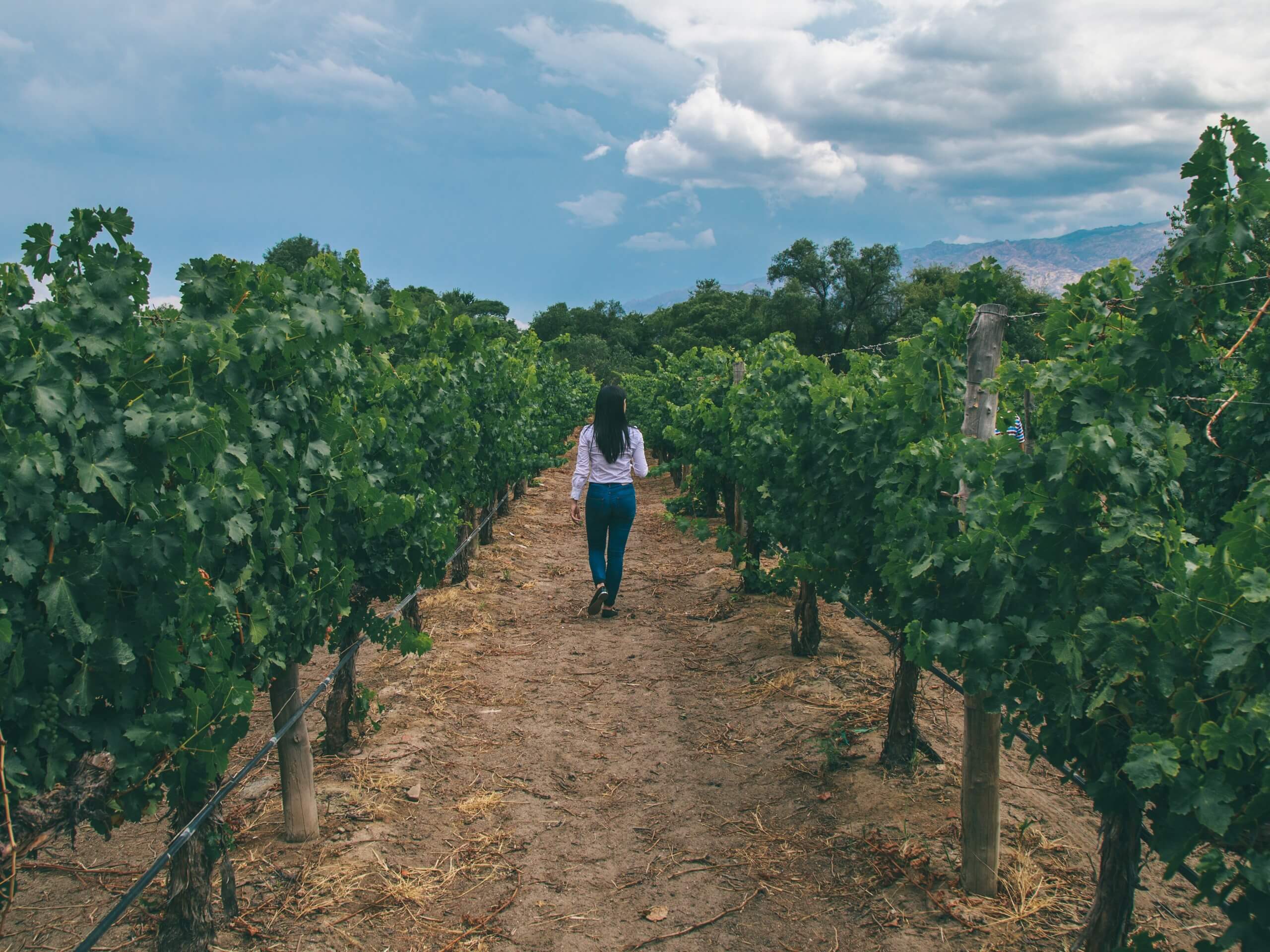 Vineyard in Salta