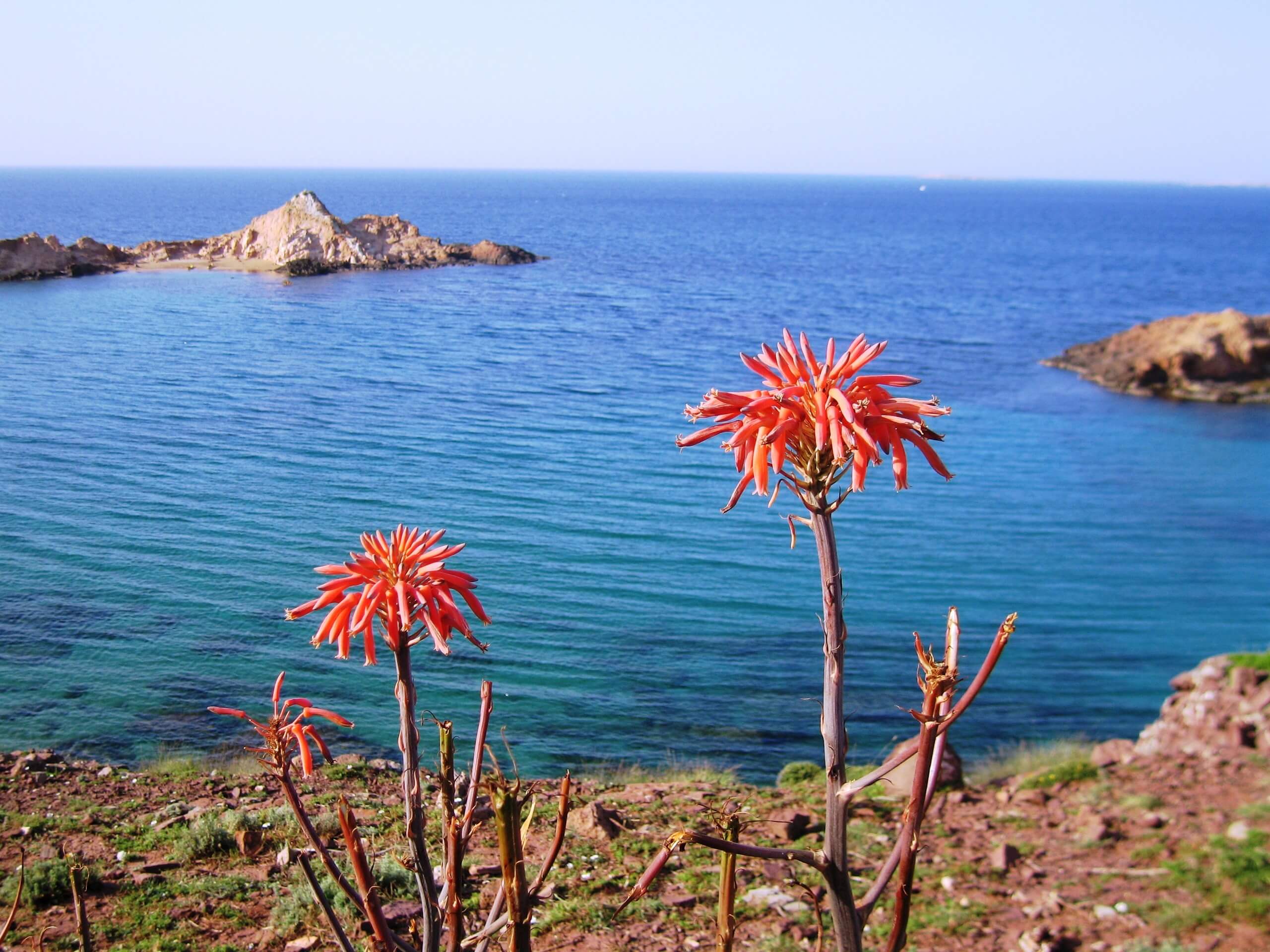 Wildflowers in Minorca Island