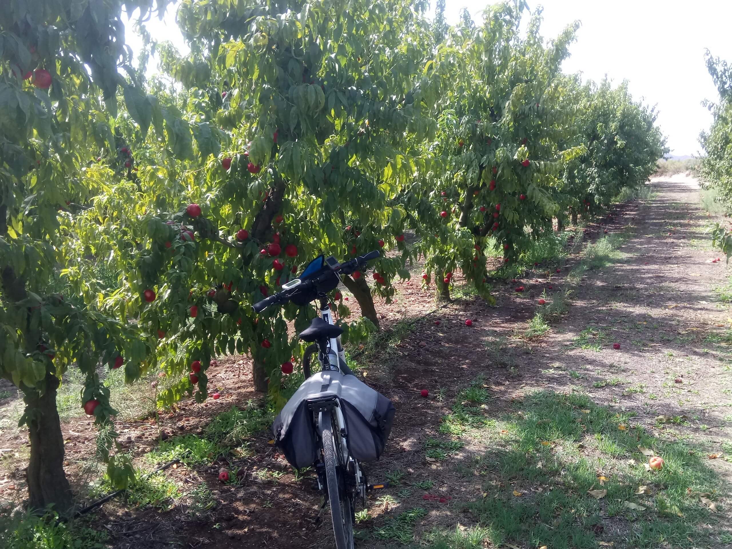 Bike parked in a fruit farm in Spain