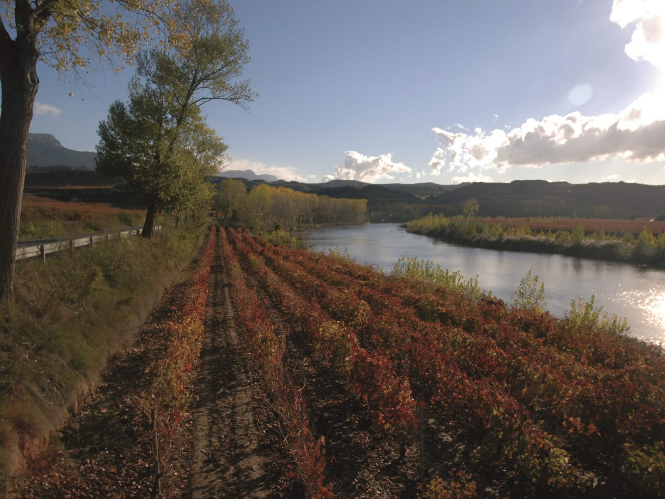 Vineyards of Rioja