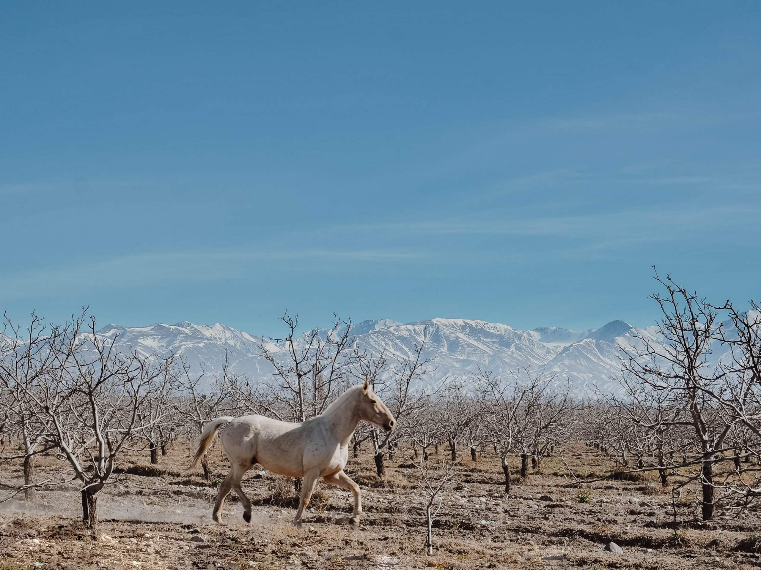 White horse in Mendoza vineyards and the mountains behind