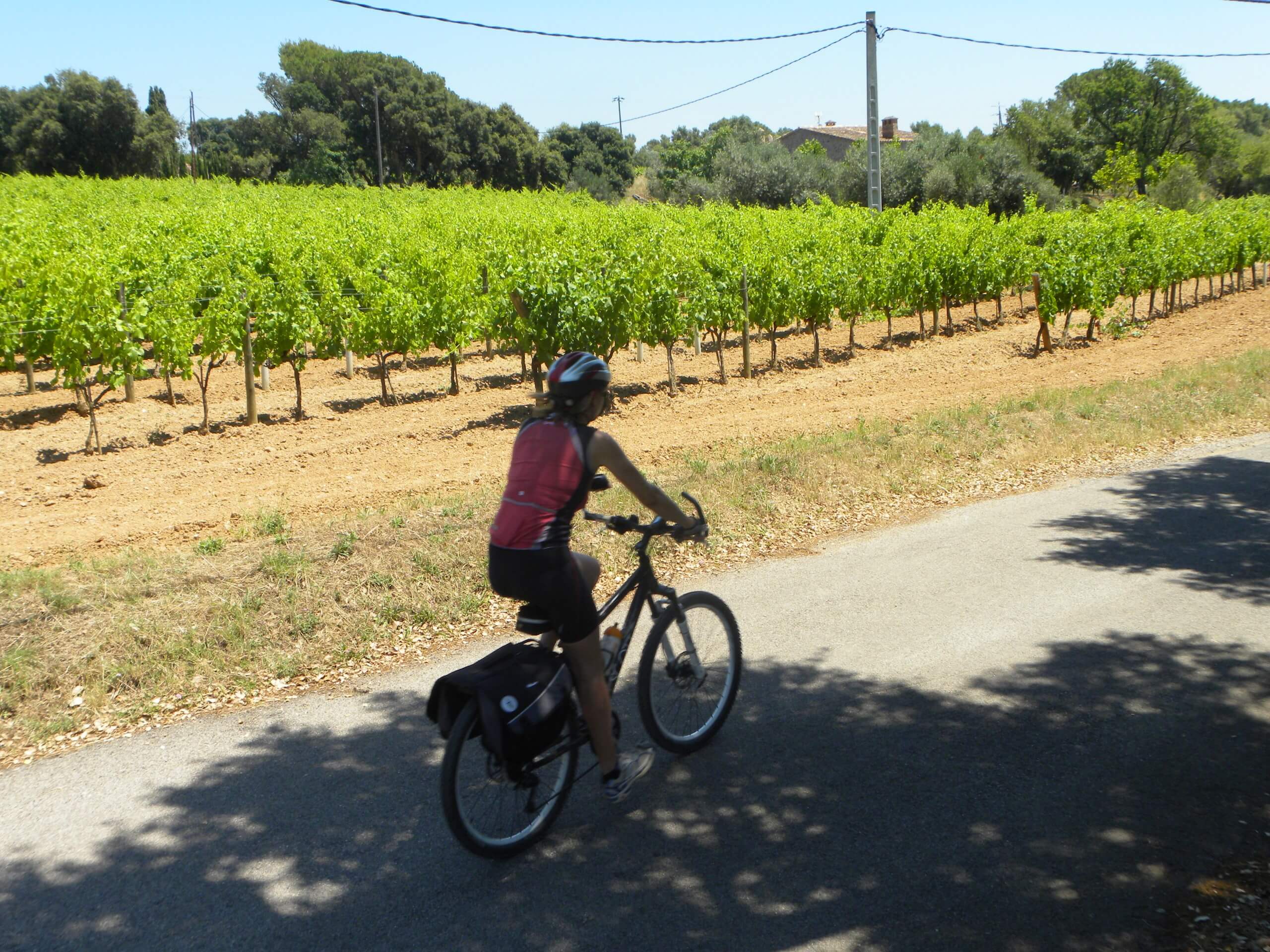 Cyclist in Rioja