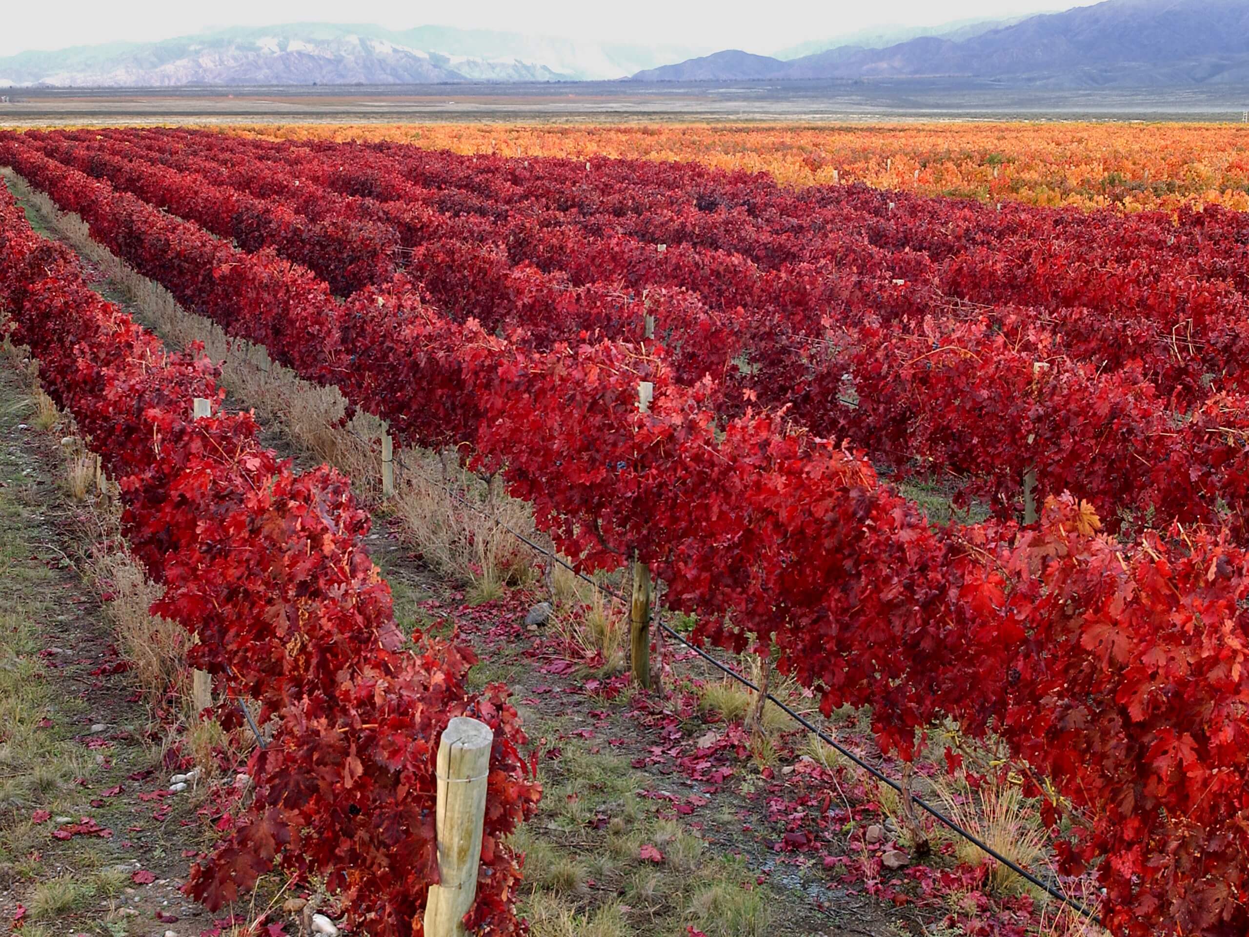 Red vineyard in Mendoza