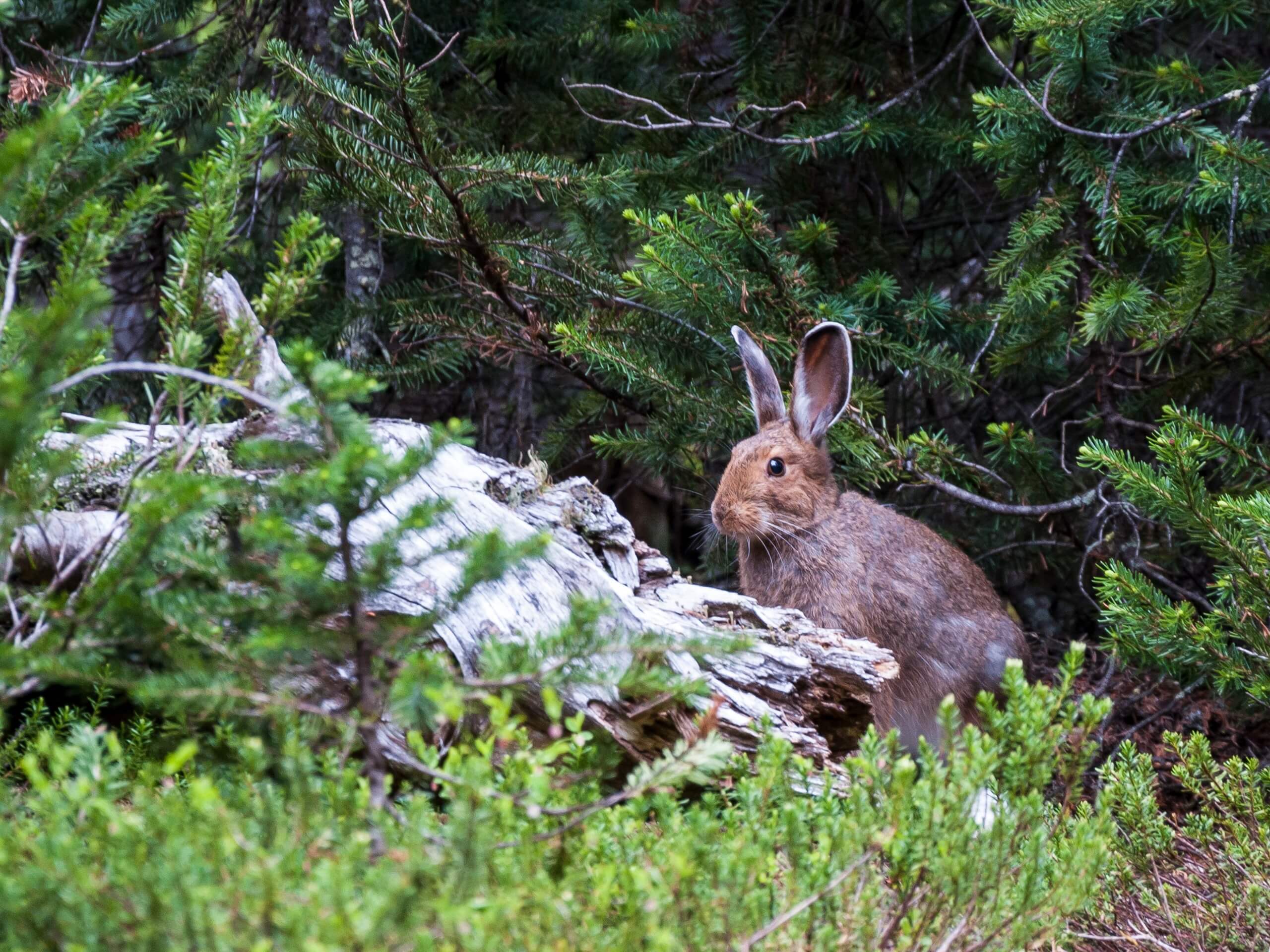 Horseshoe hare met on the trail to Mount Willingdon