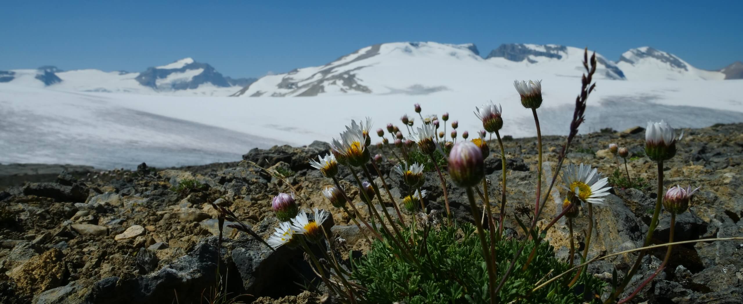 Hiking the Wapta Icefields