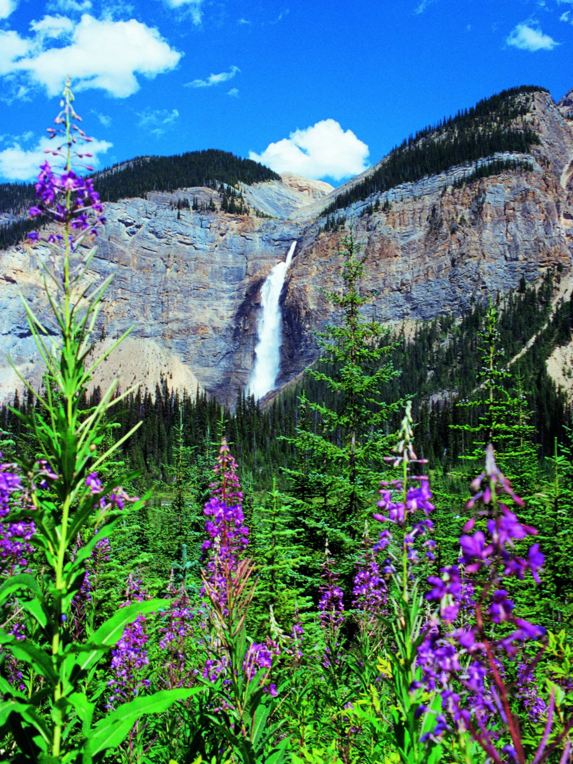 Wildflowers with Takkakaw Falls in the background