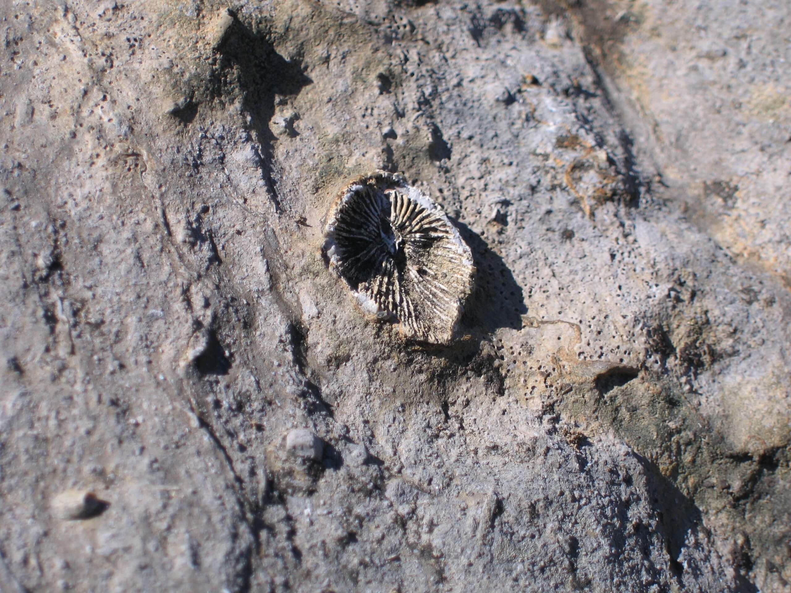 Bighornia Fossil seen on Kananaskis Highline Backpack