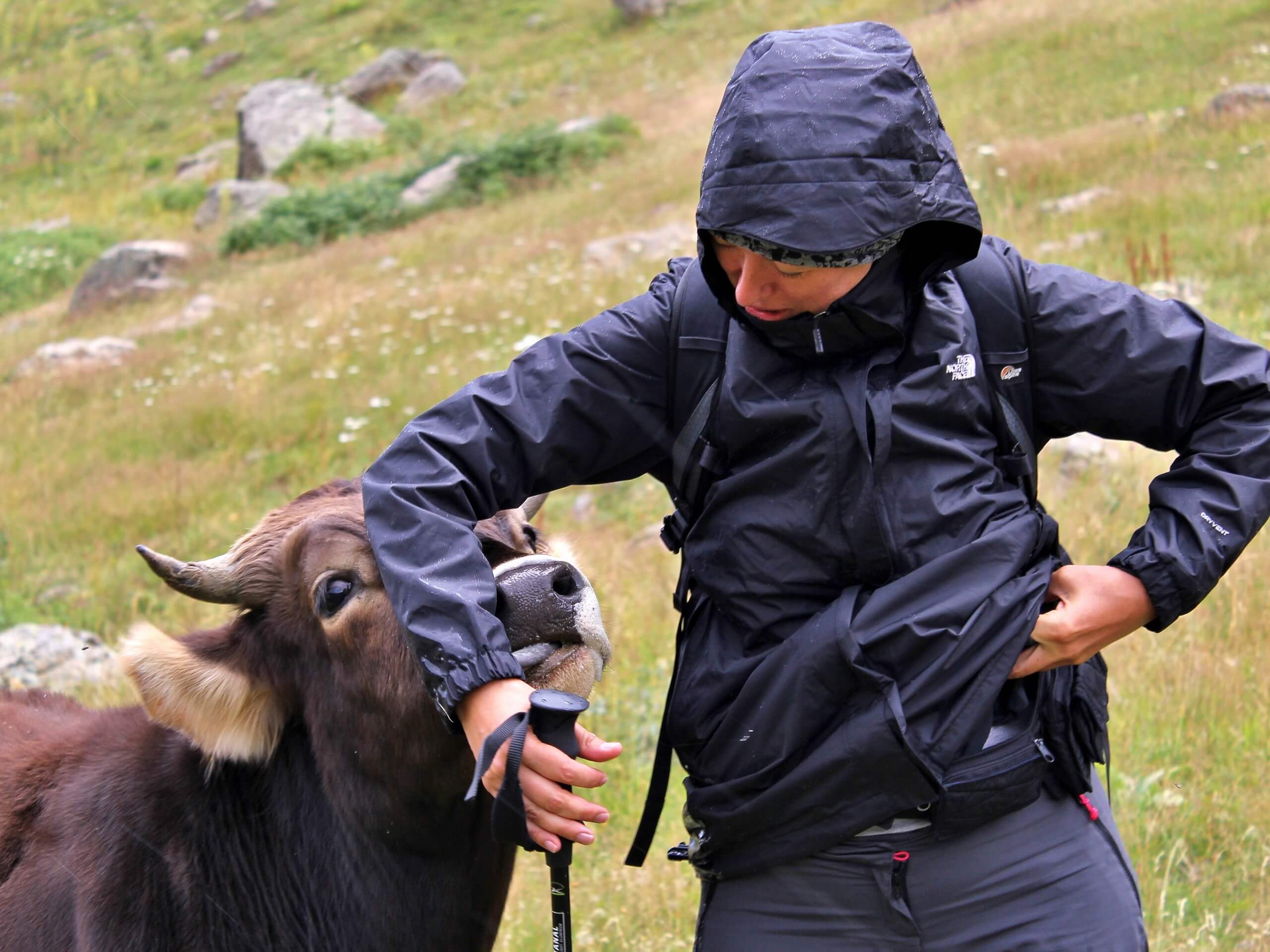 Friendly cow met in Kackar Mountains, Turkey